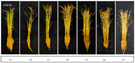Salinity Alleviation and Reduction in Oxidative Stress by Endophytic ...