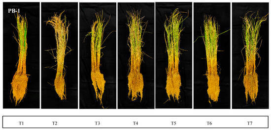 Salinity Alleviation and Reduction in Oxidative Stress by Endophytic ...