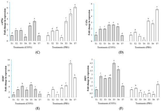 Salinity Alleviation and Reduction in Oxidative Stress by Endophytic ...