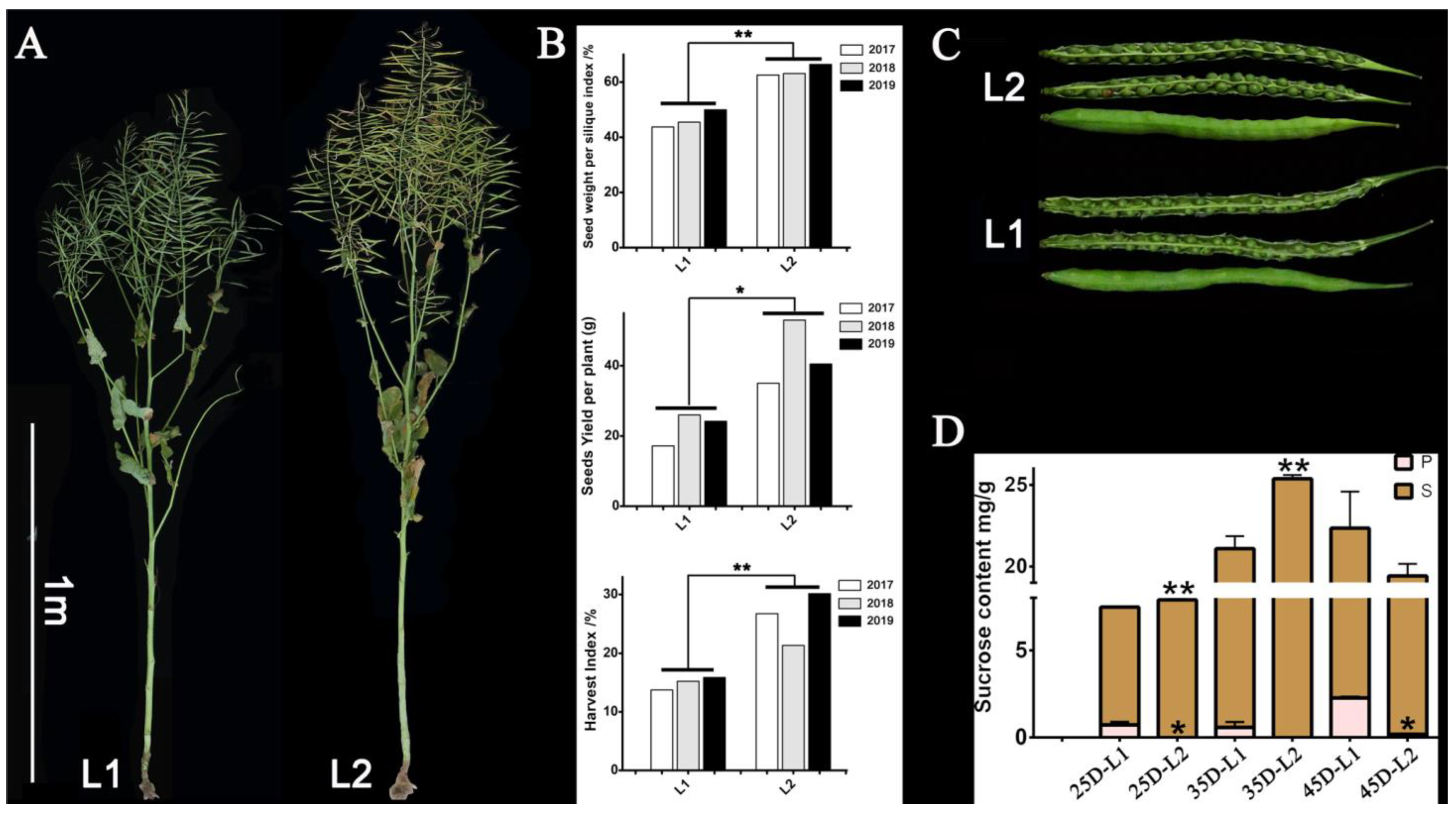 Plants 12 00981 g009 Plants 12 00981 g009