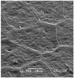 Plants 12 00987 i003