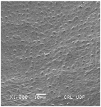 Plants 12 00987 i006