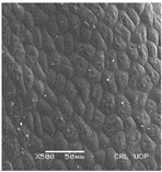 Plants 12 00987 i007