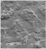 Plants 12 00987 i012