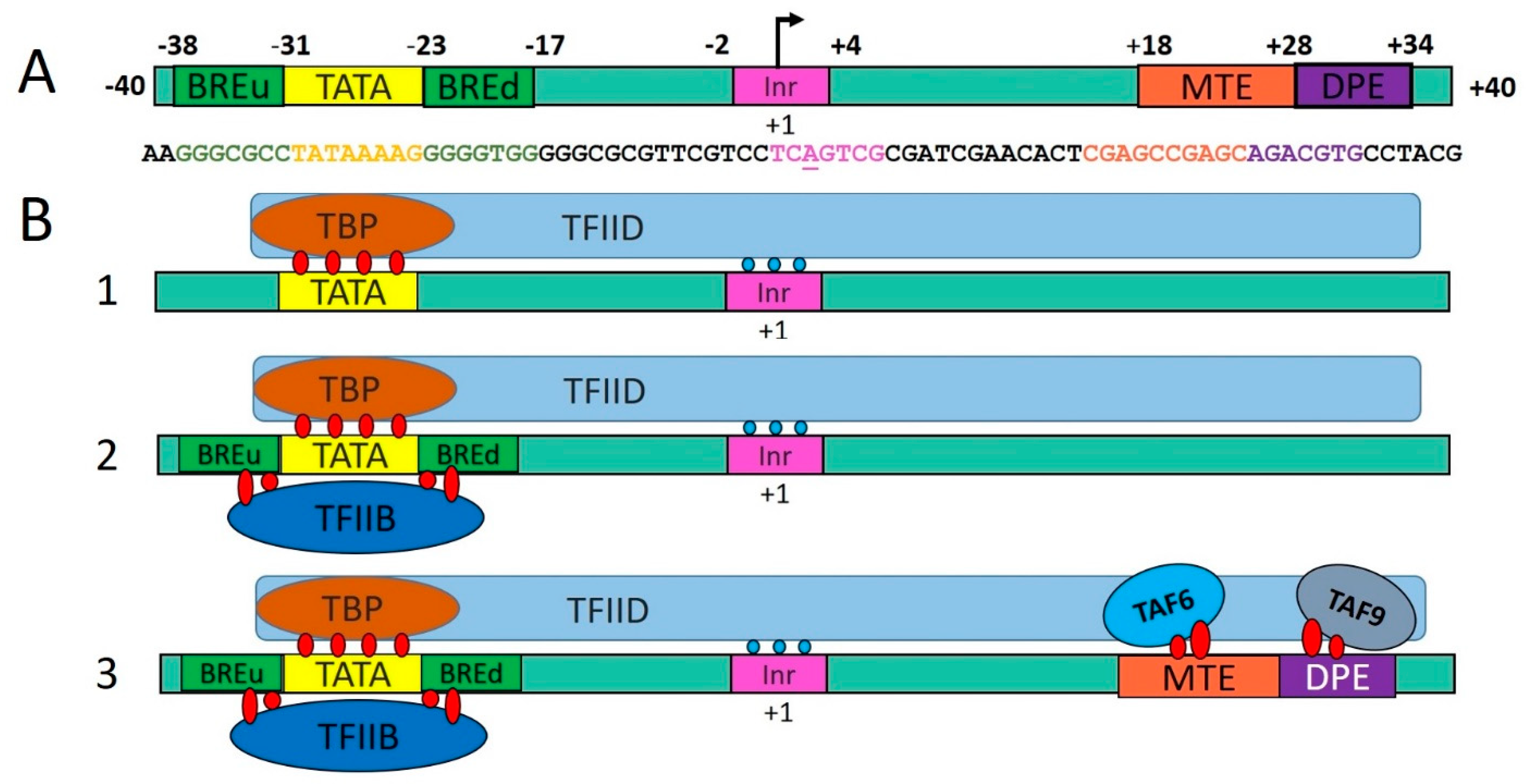 tata-box-binding-protein