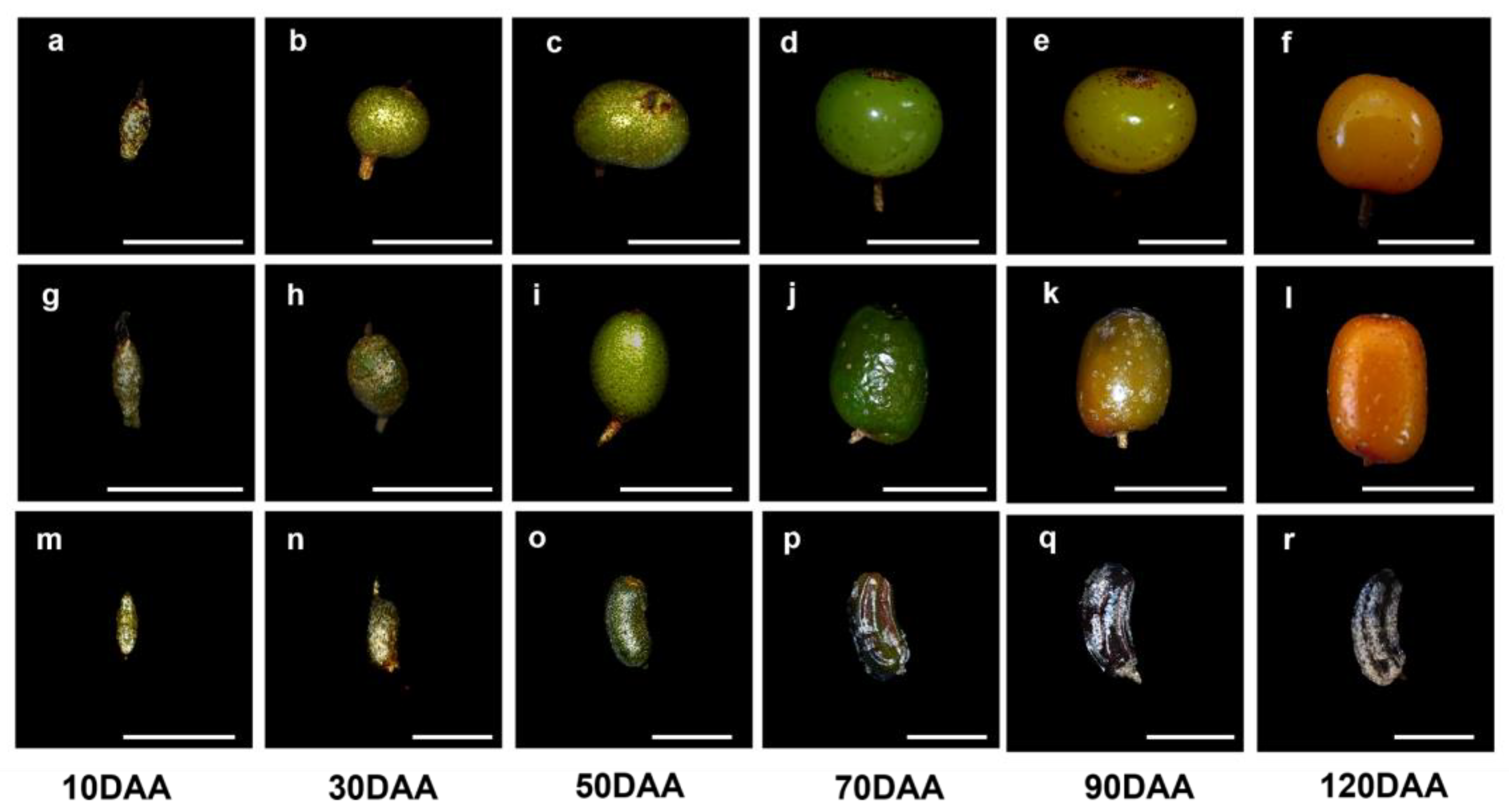 Plants 12 01005 g001 Plants 12 01005 g001