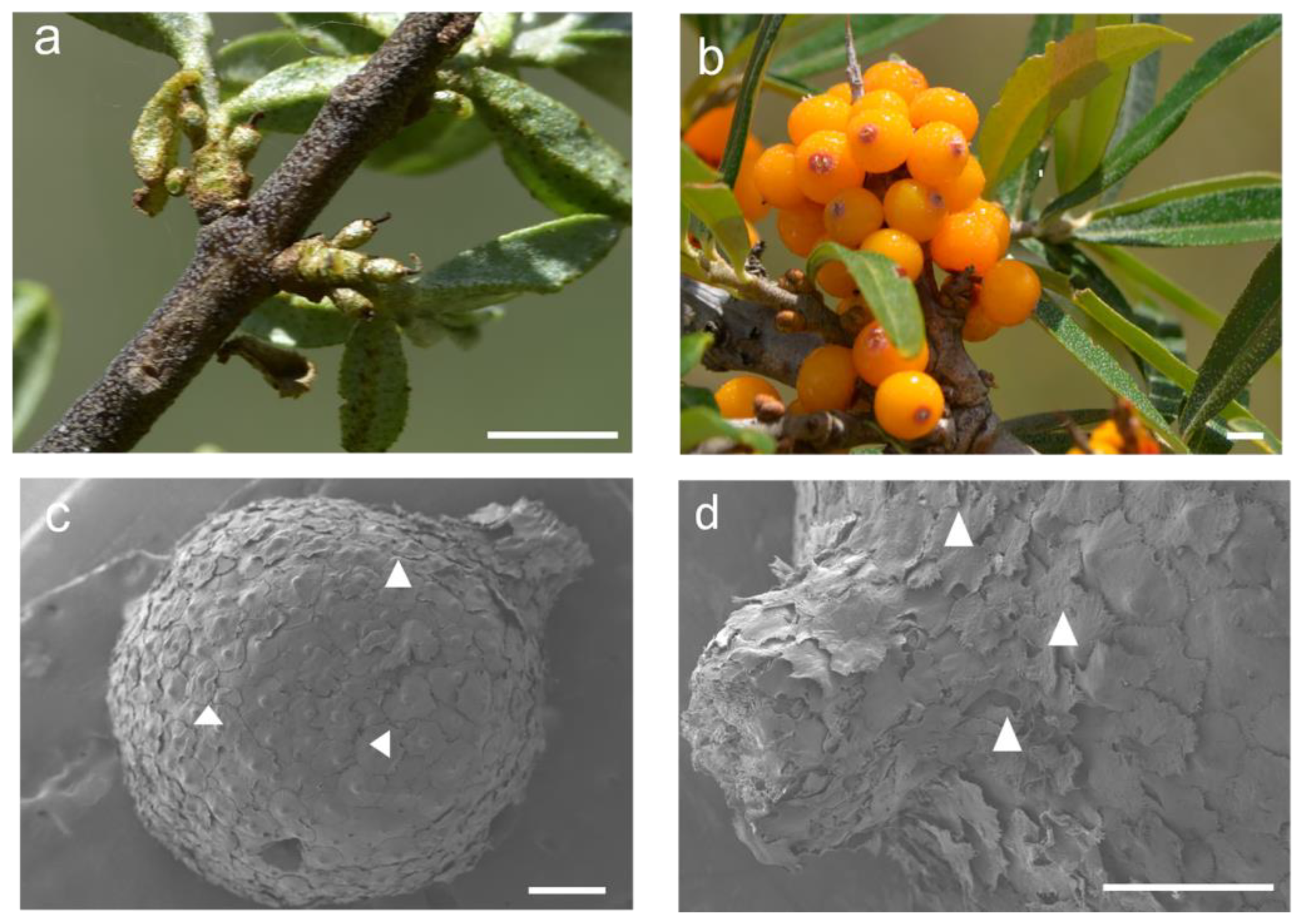 Plants 12 01005 g002 Plants 12 01005 g002