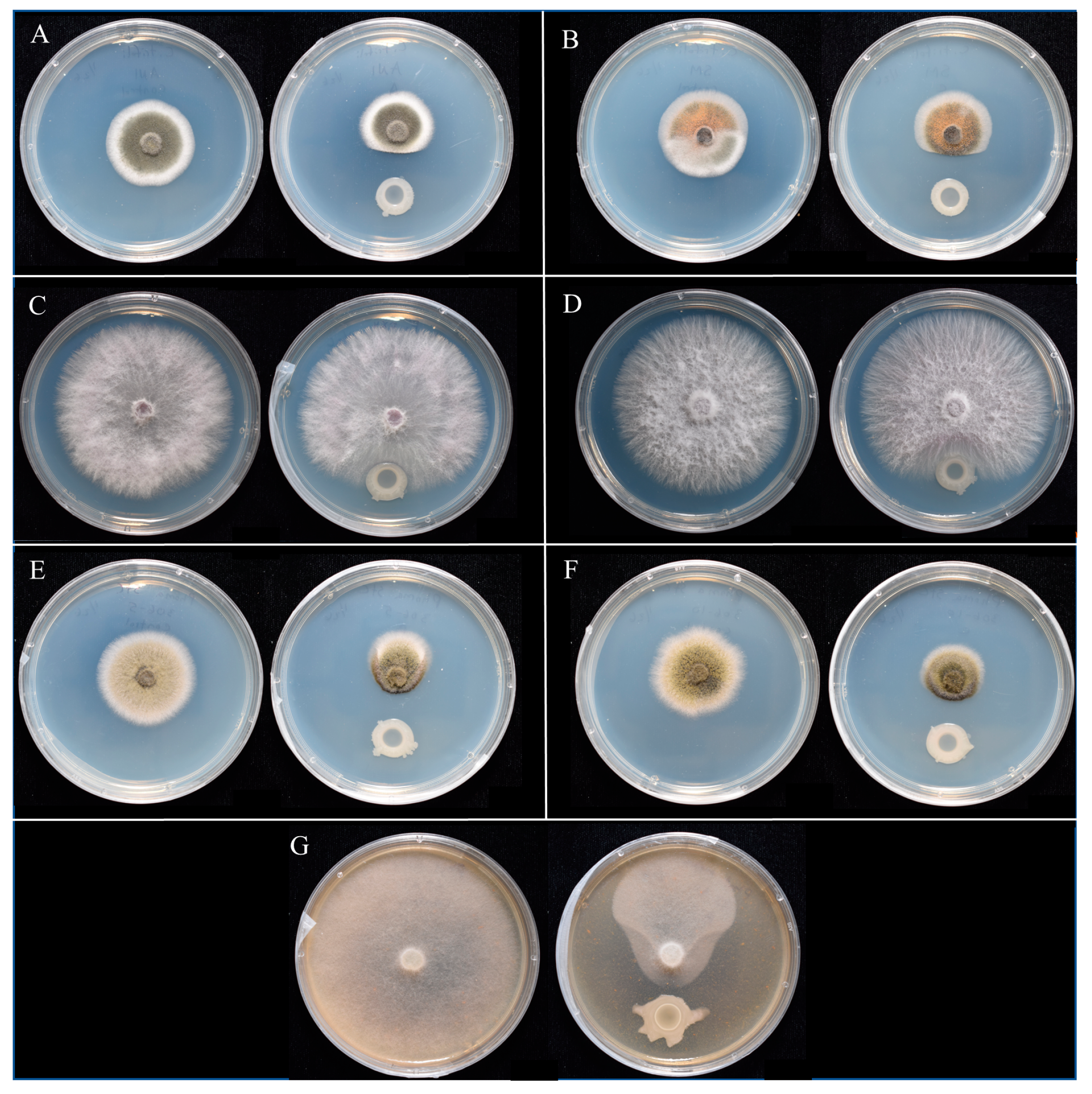Bacillus subtilis biofilm formation and social interactions