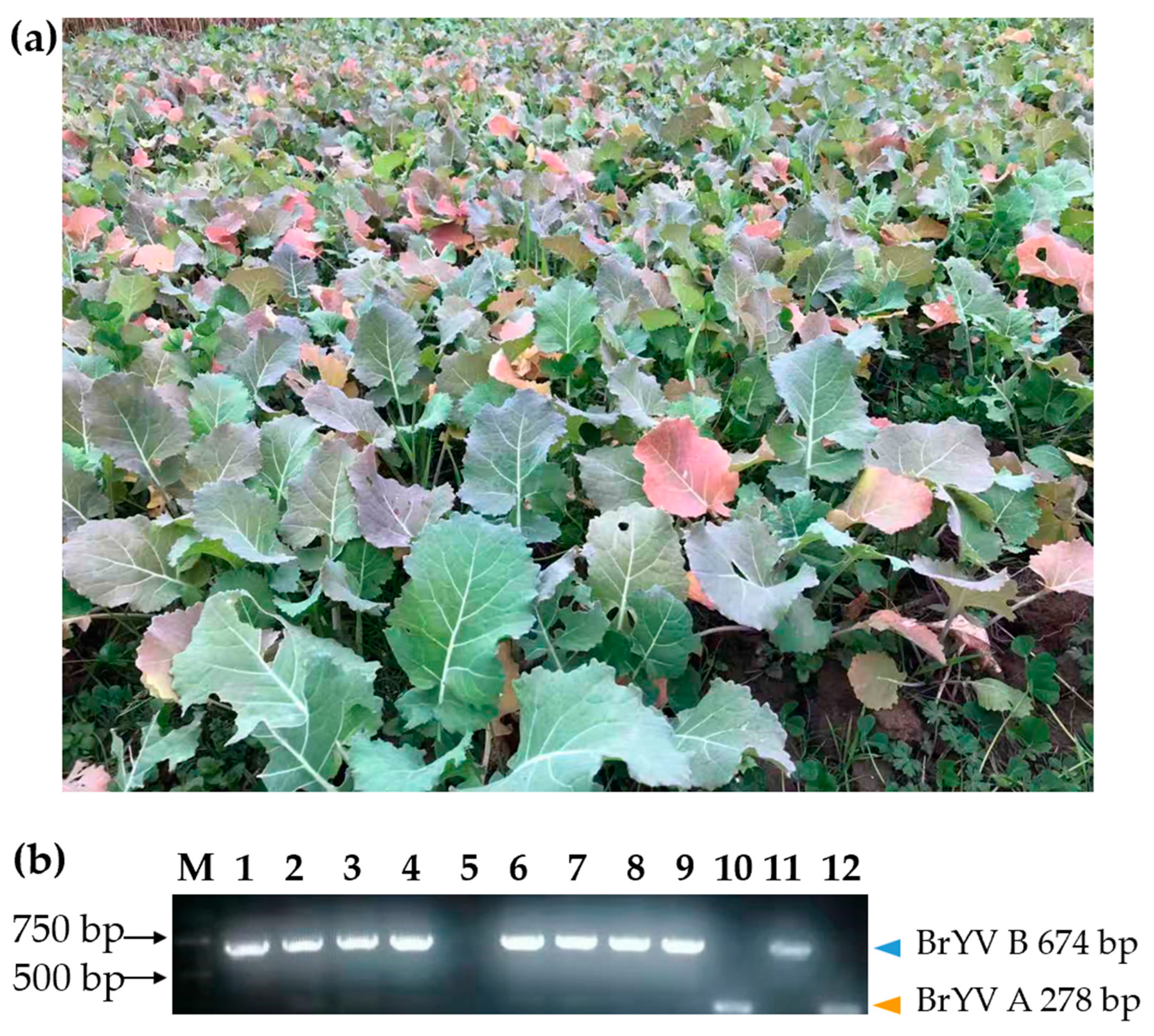 Plants 12 01008 g001