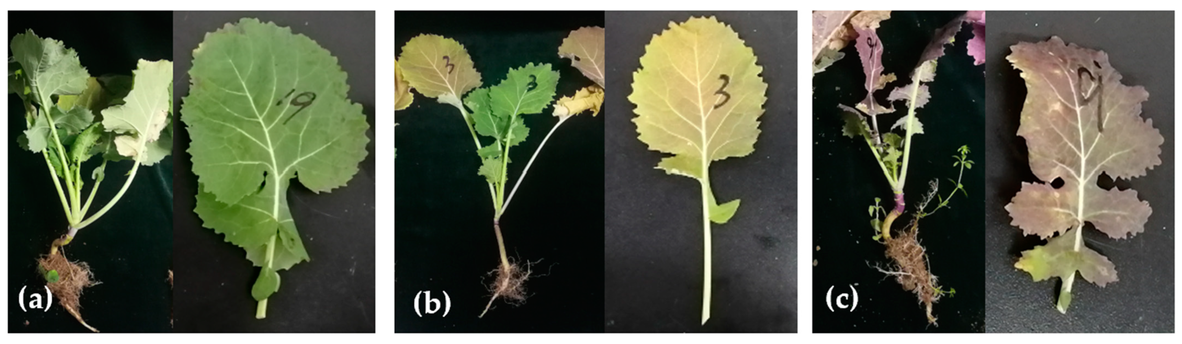 Plants 12 01008 g002