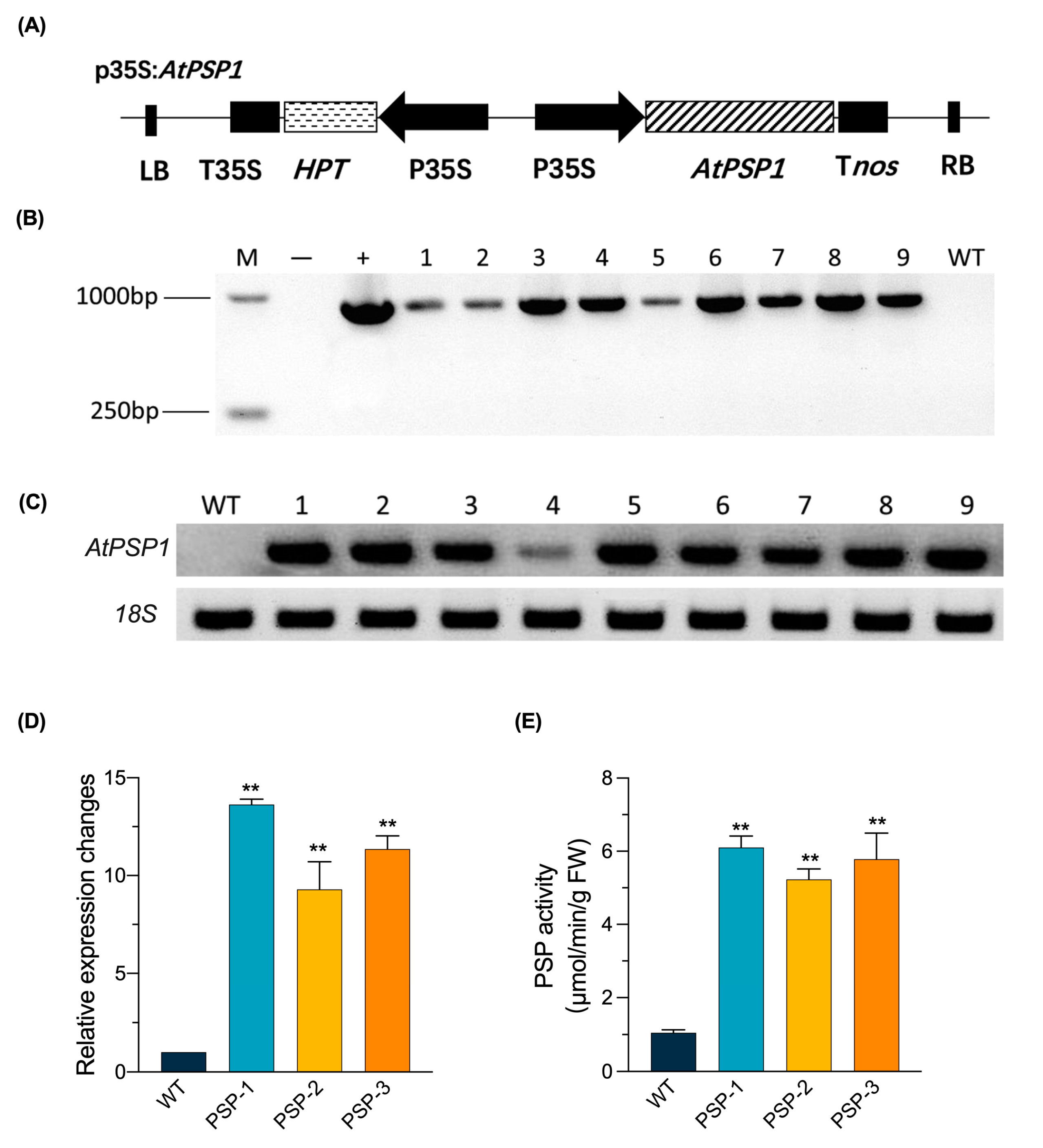Plants 12 01012 g001