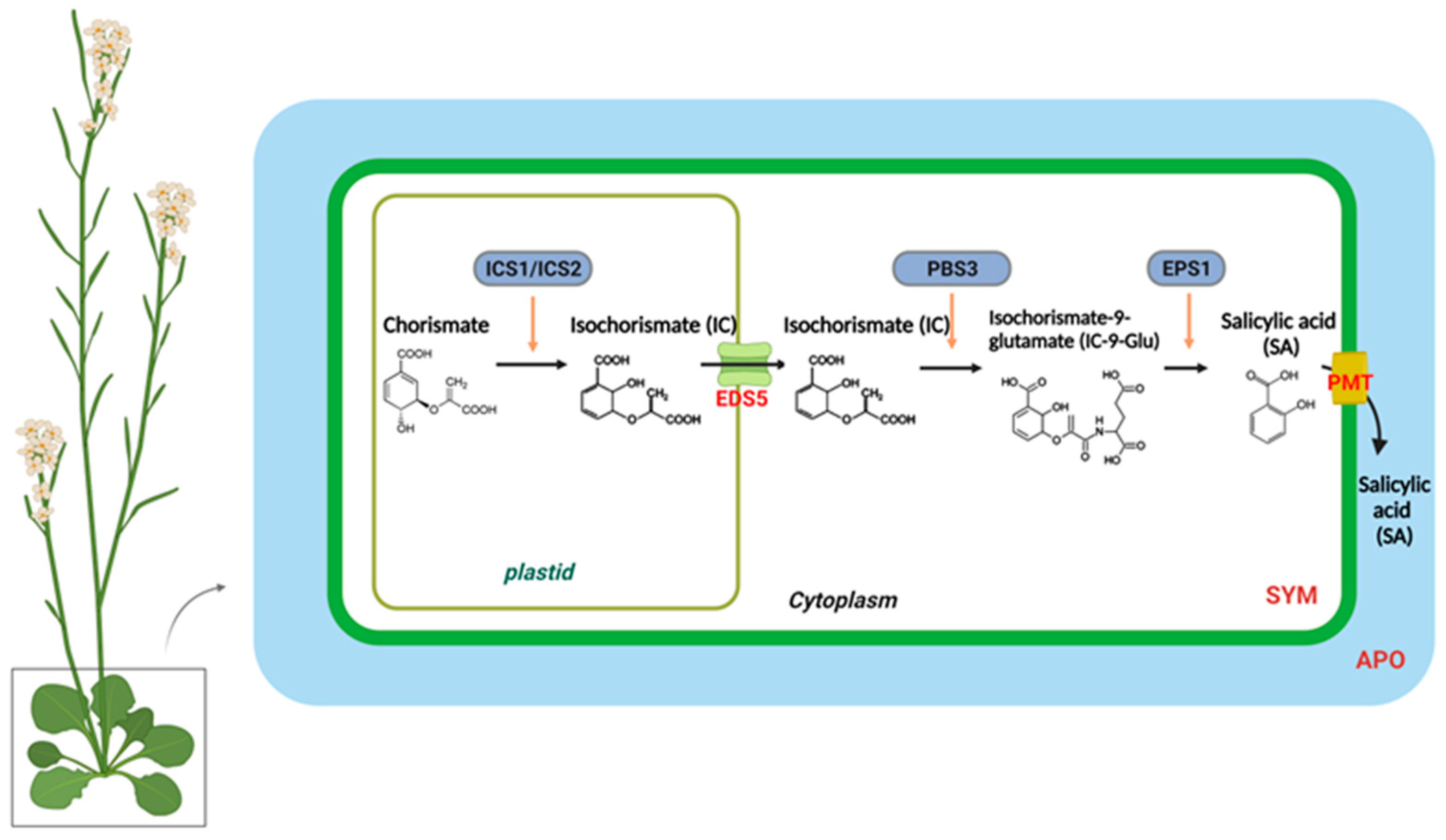 Plants 12 01013 g001 Plants 12 01013 g001