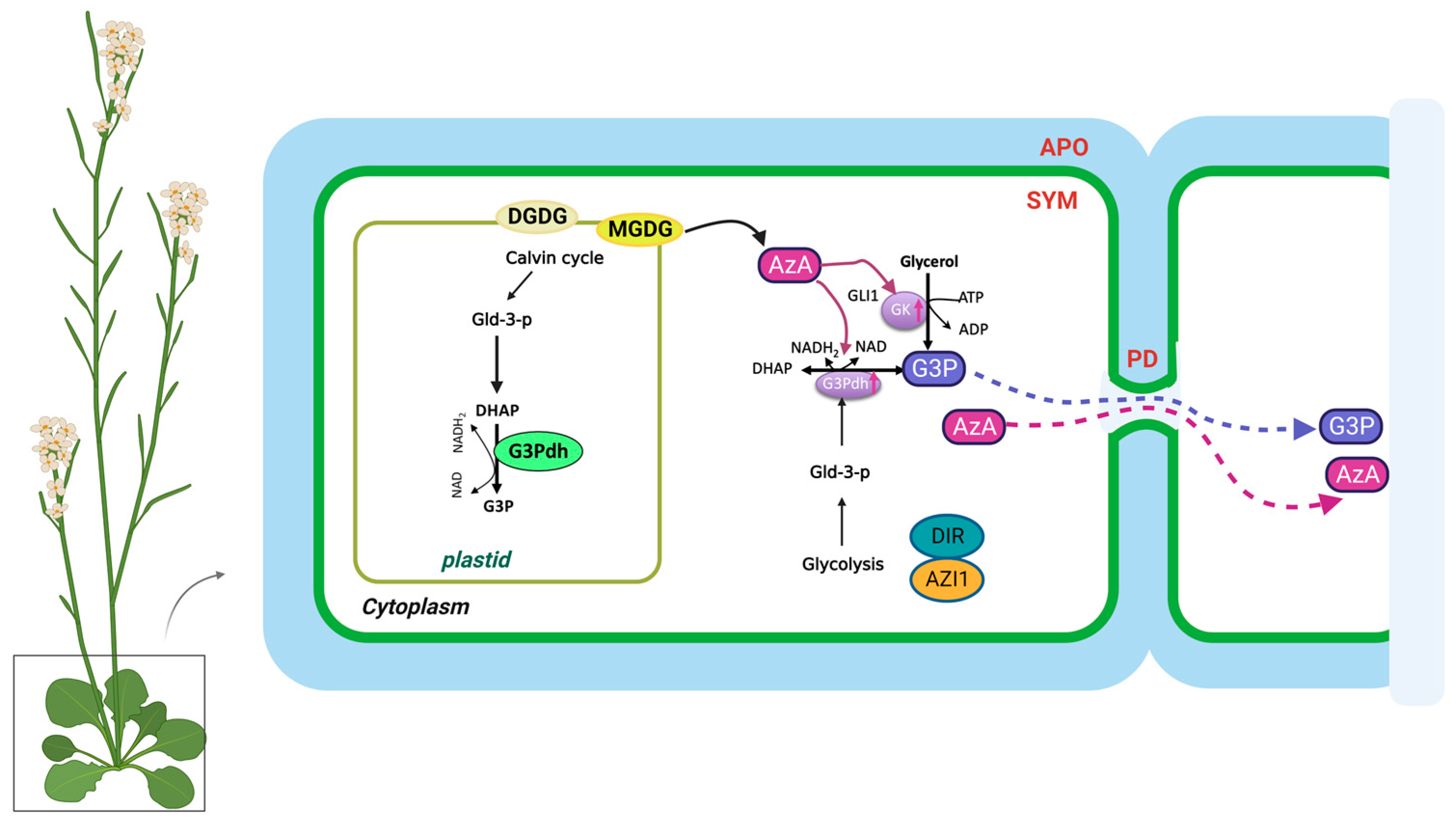 Plants 12 01013 g002 Plants 12 01013 g002