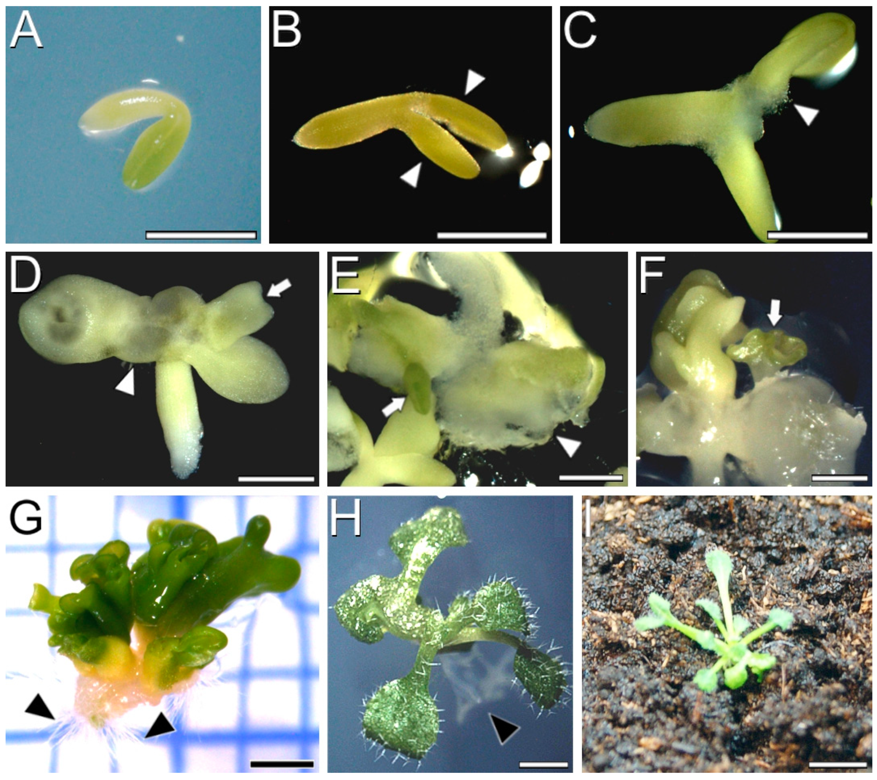 Plants 12 01021 g001