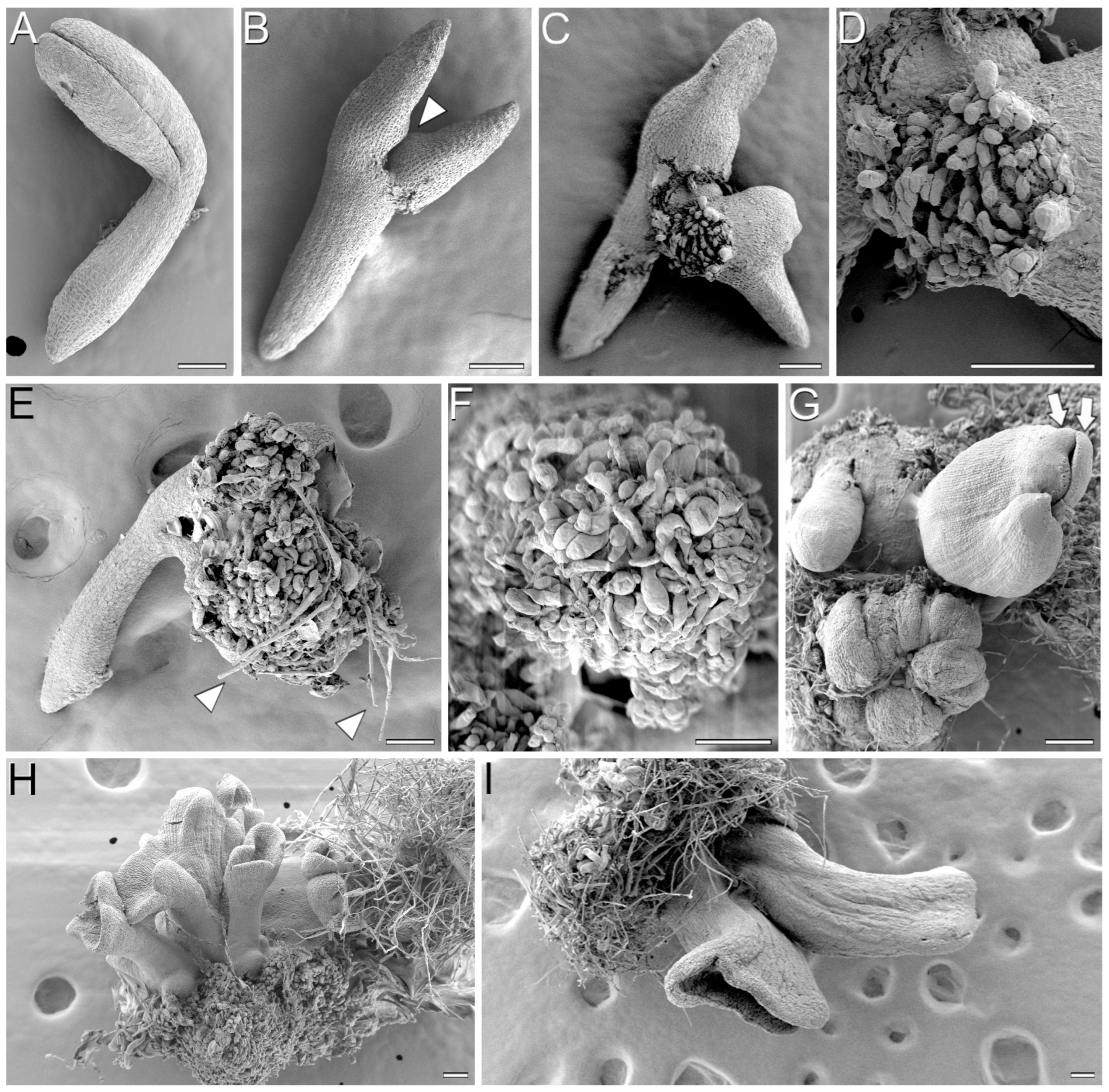 Plants 12 01021 g002