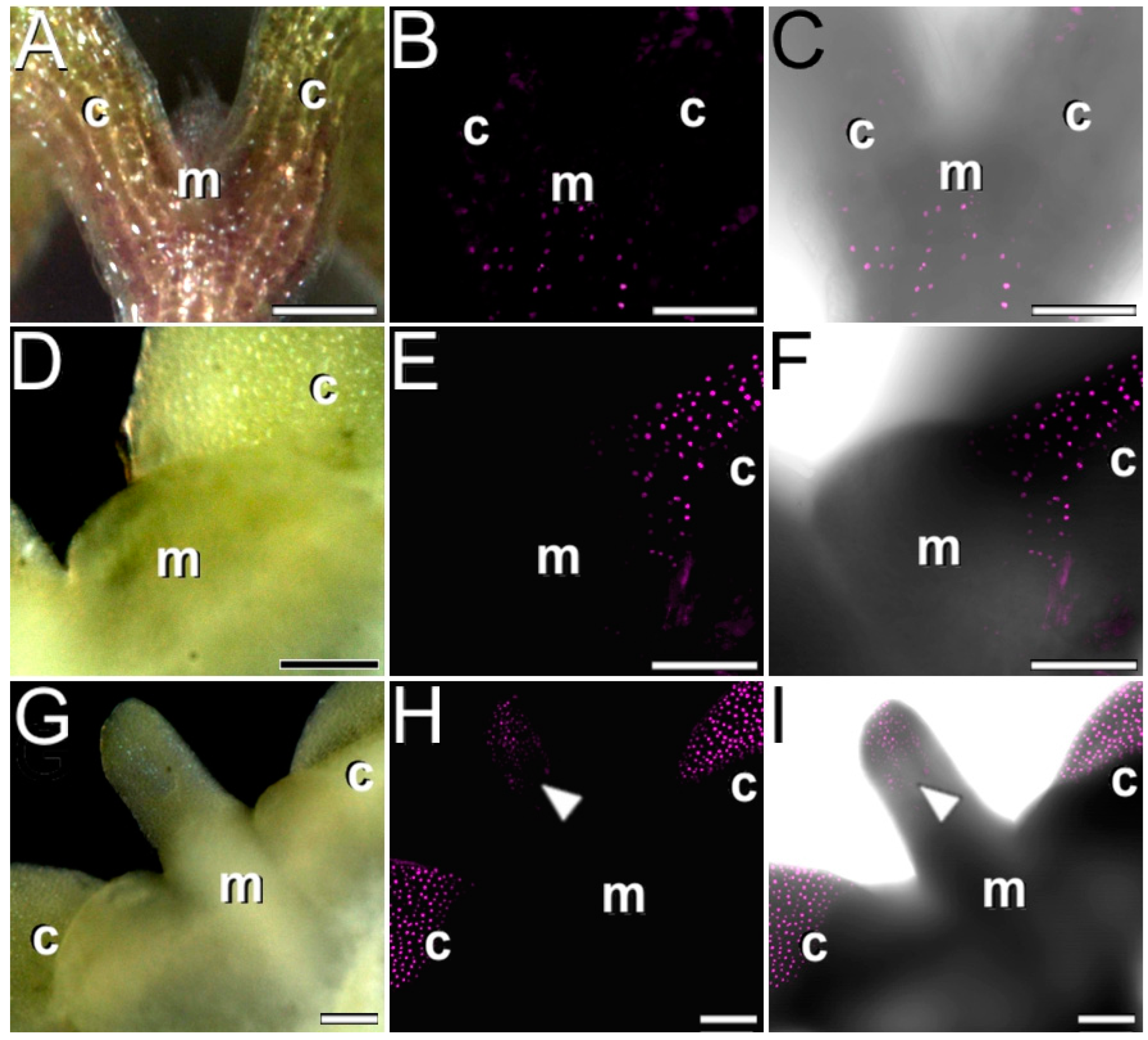 Plants 12 01021 g004