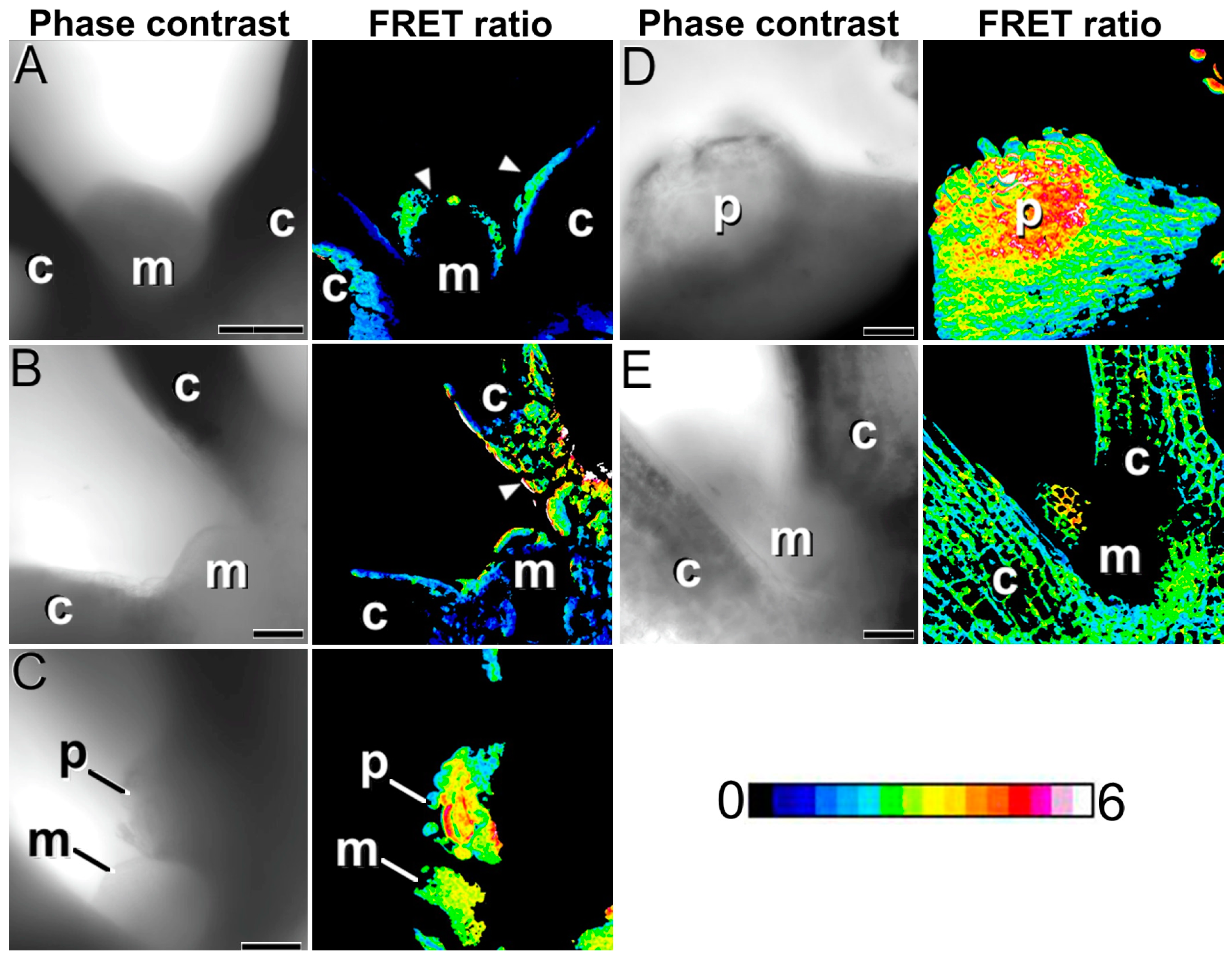 Plants 12 01021 g006