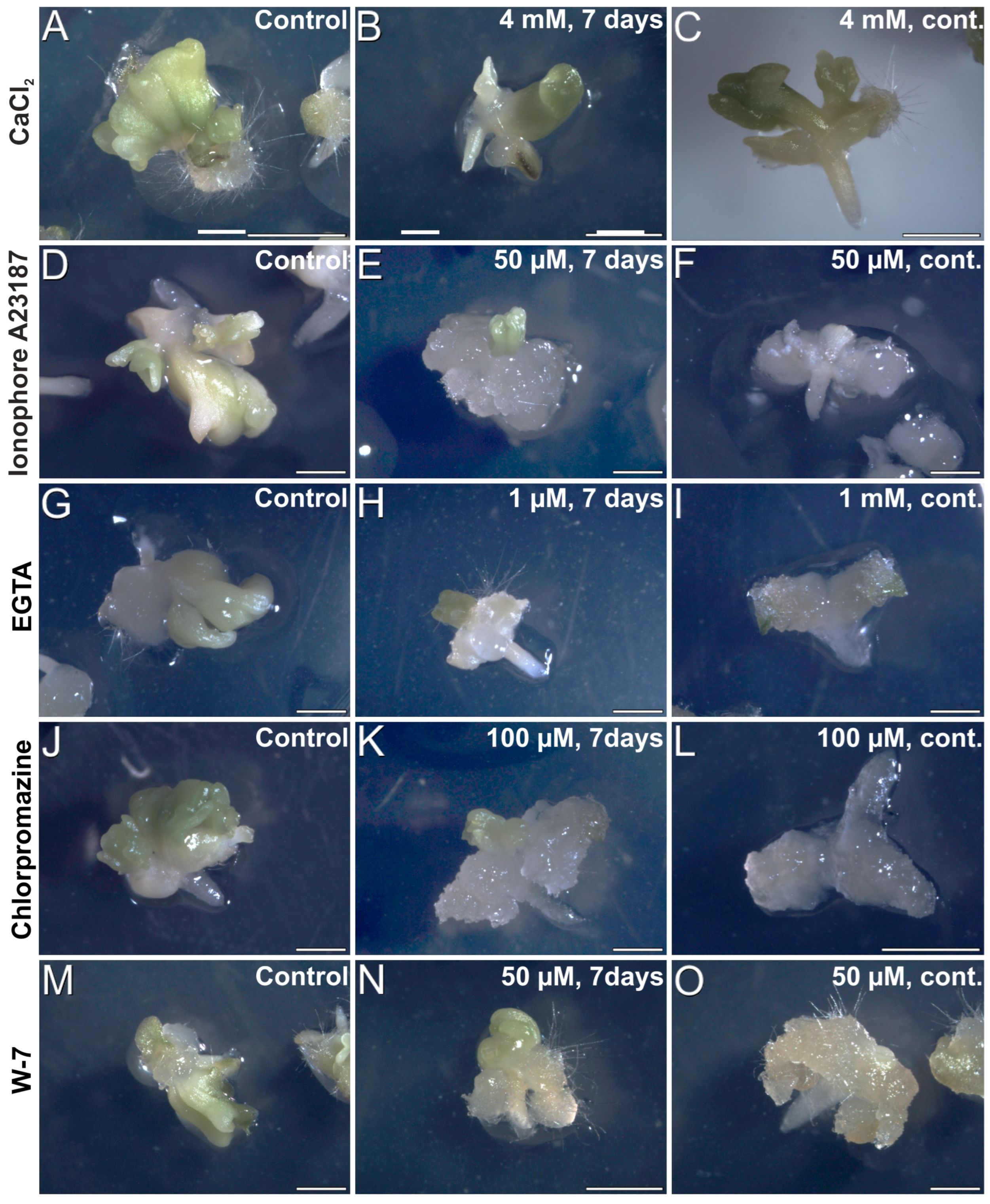 Plants 12 01021 g008