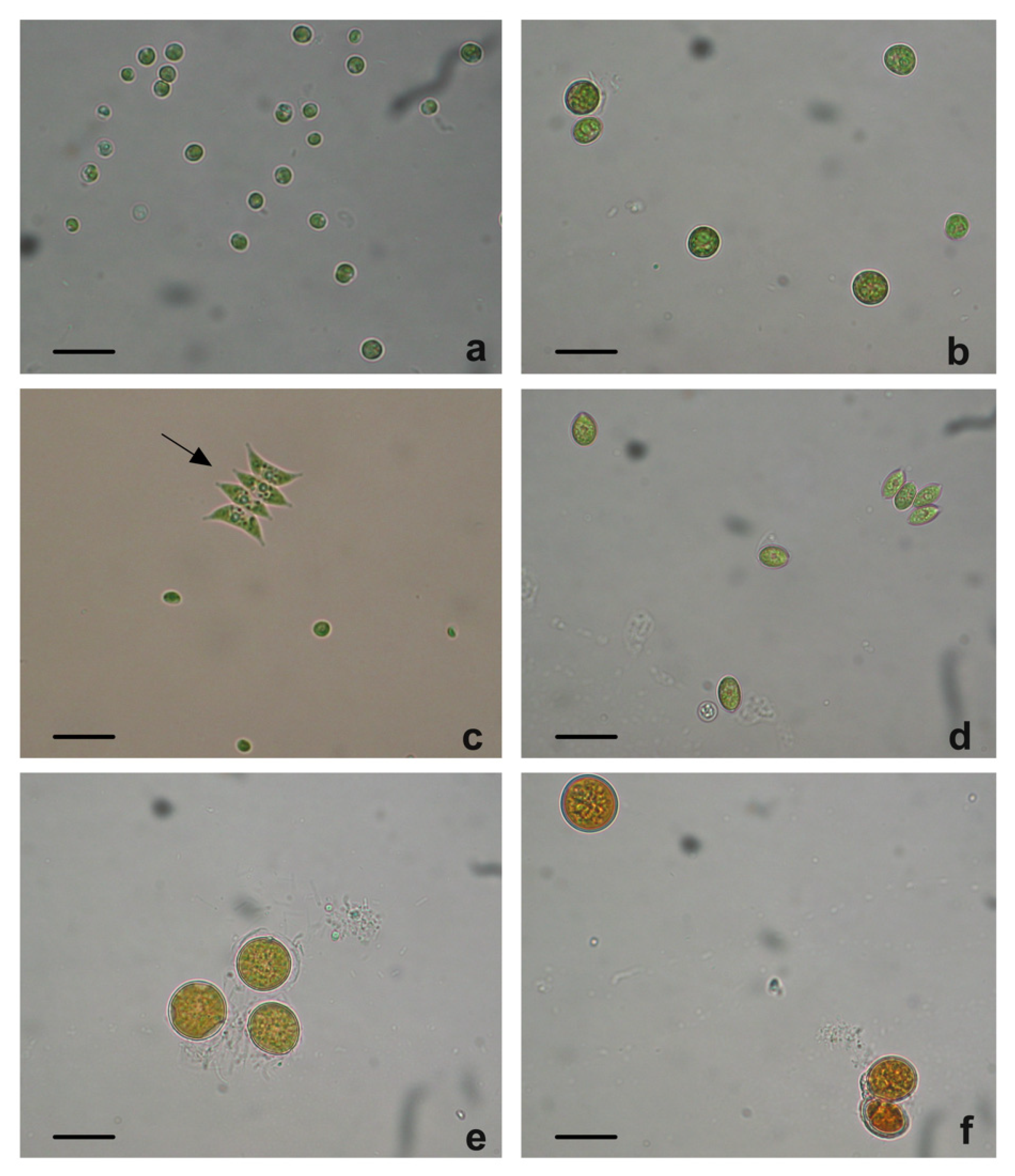 Plants 12 01027 g001 Plants 12 01027 g001