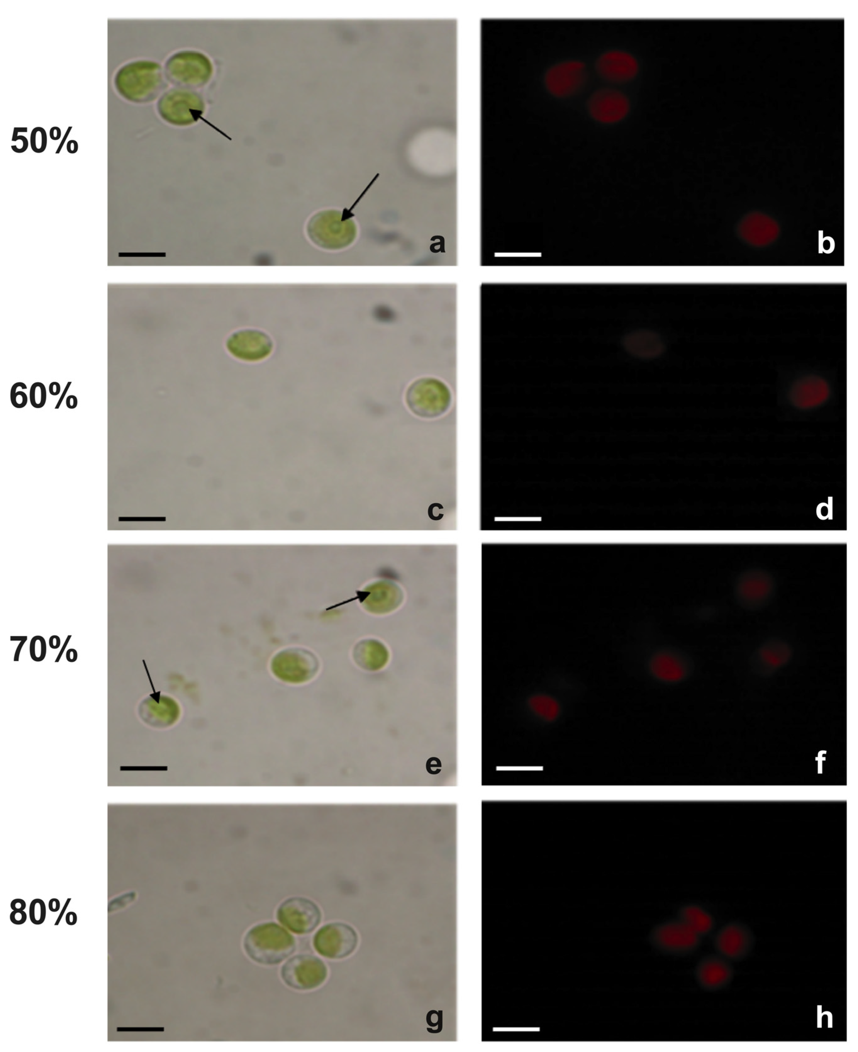 Plants 12 01027 g004 Plants 12 01027 g004