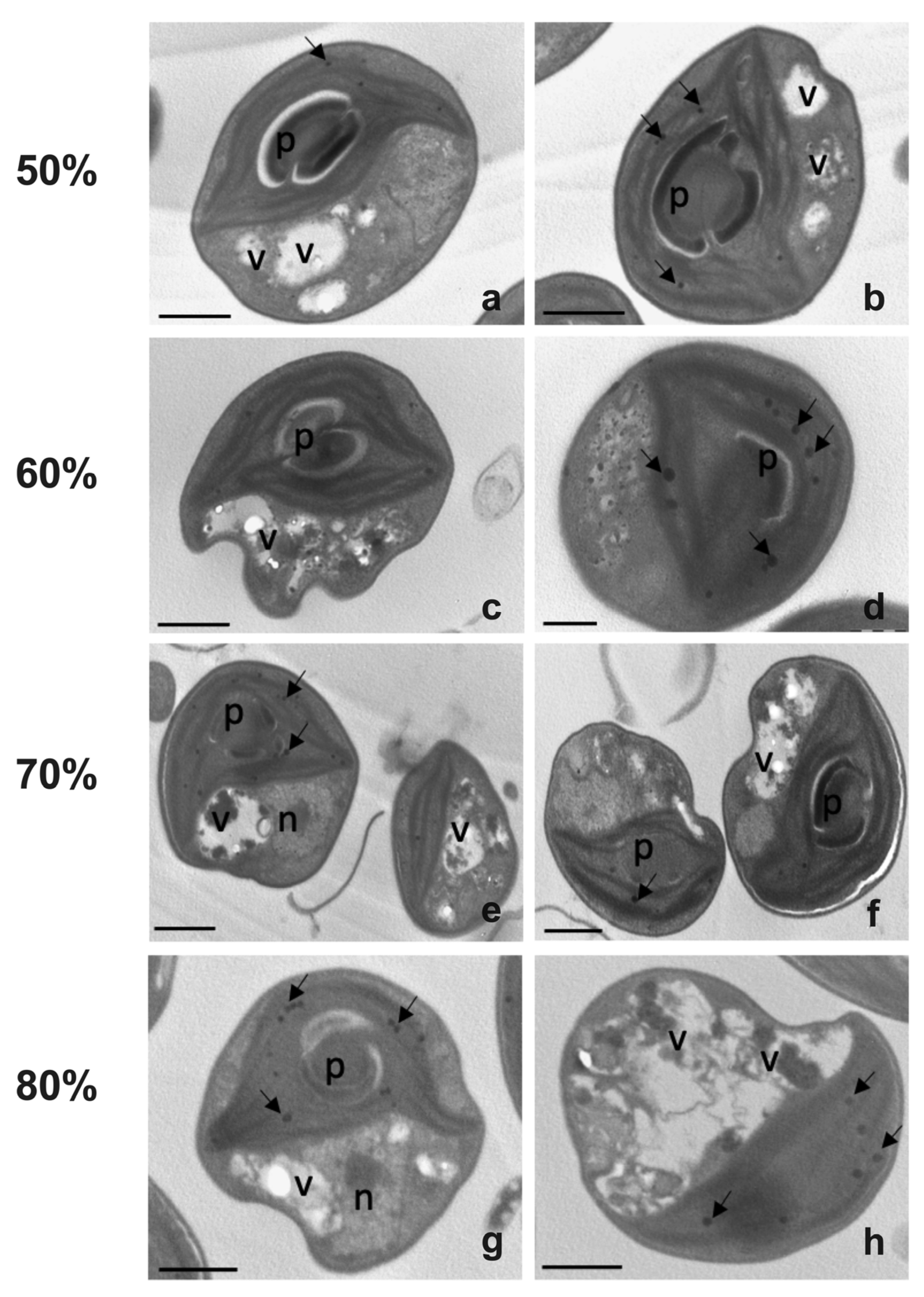 Plants 12 01027 g005 Plants 12 01027 g005