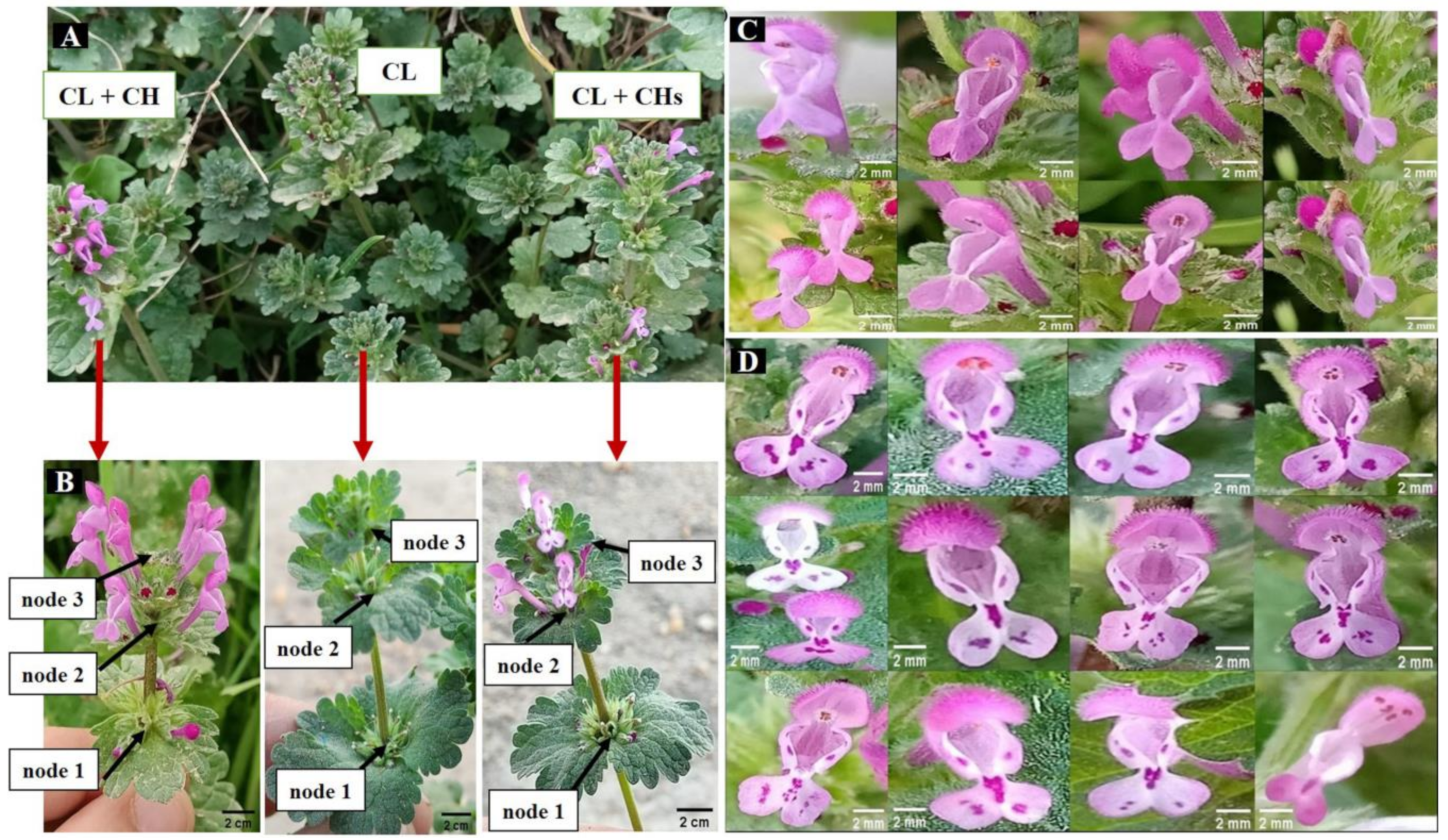 Plants 12 01028 g001