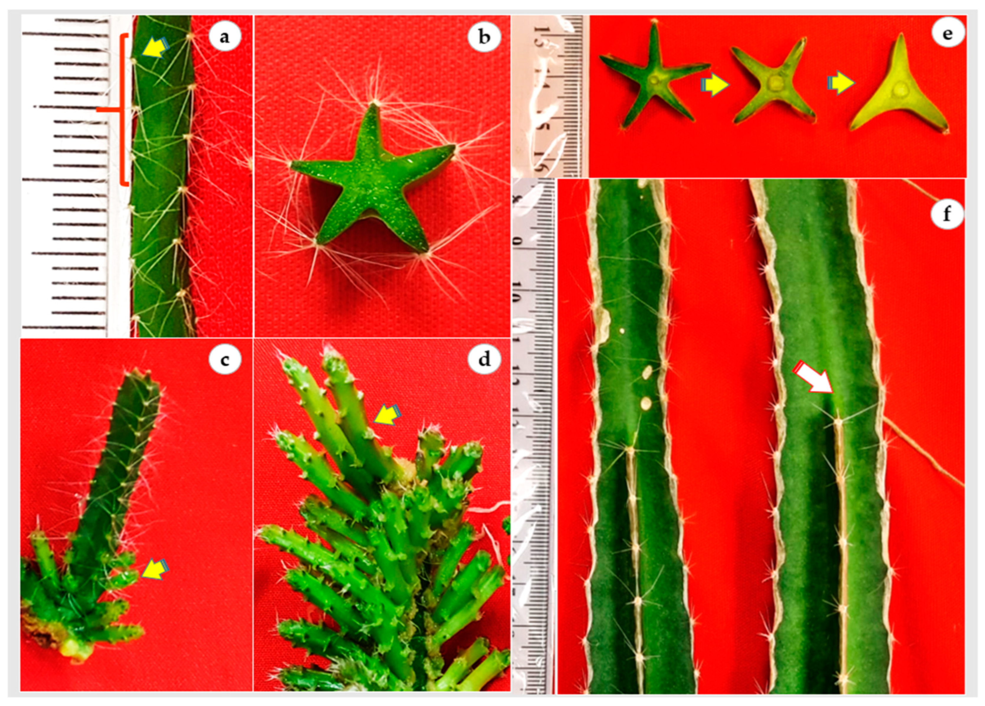 Plants 12 01037 g003