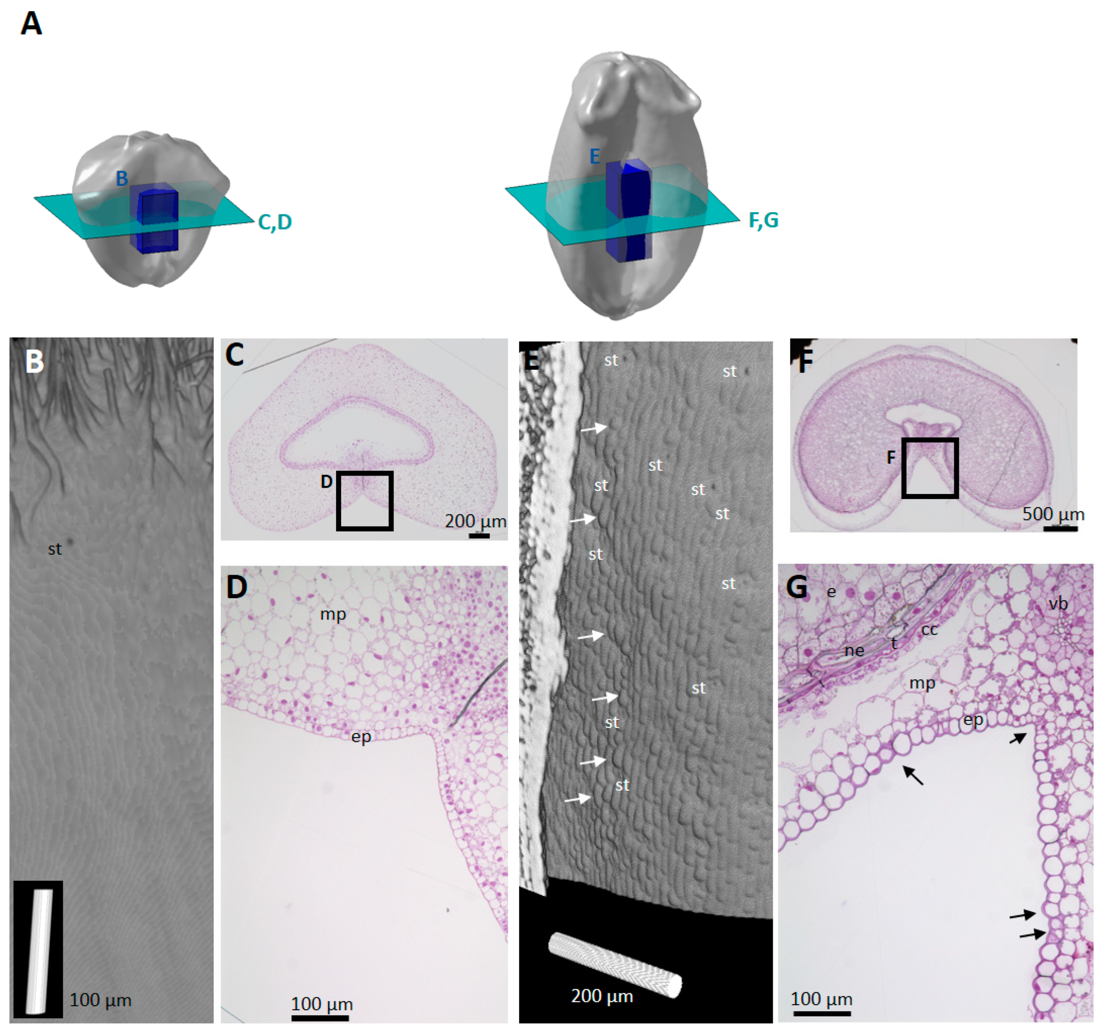 Plants 12 01038 g006