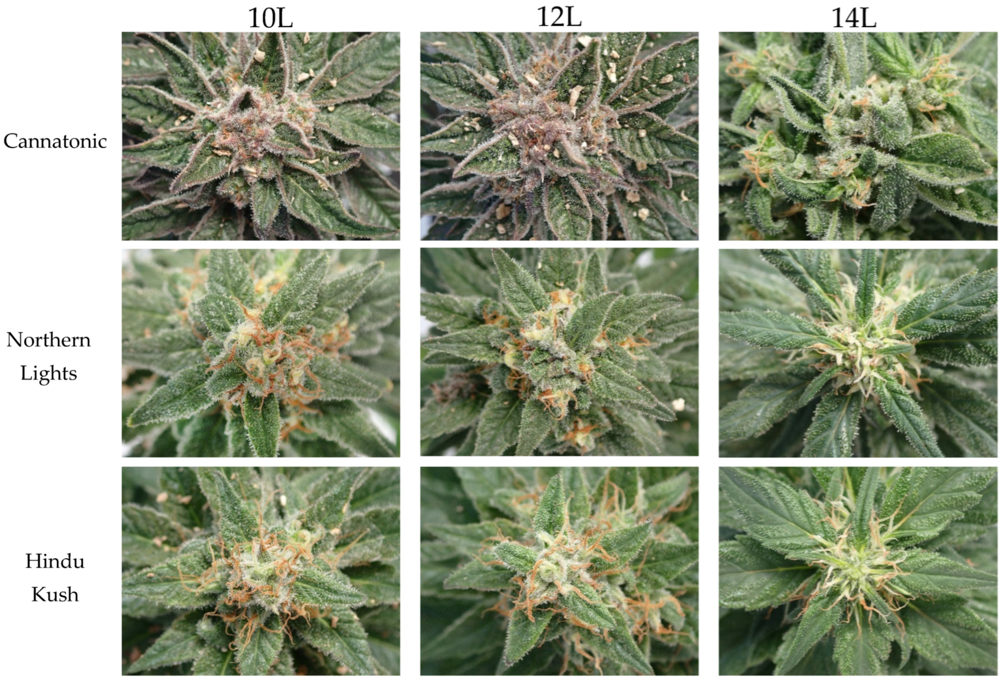 Plants 12 01061 g005