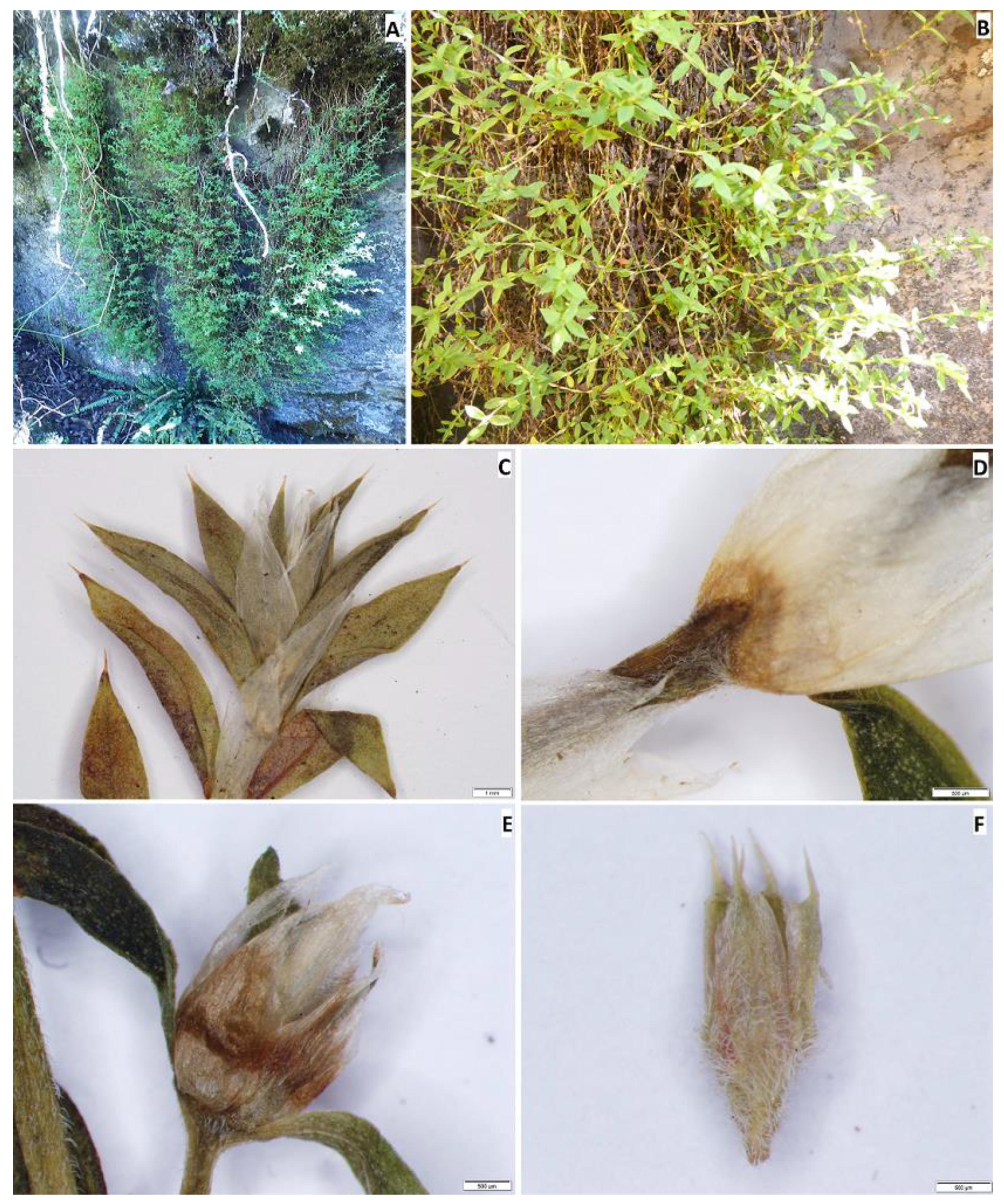 Plants 12 01064 g003