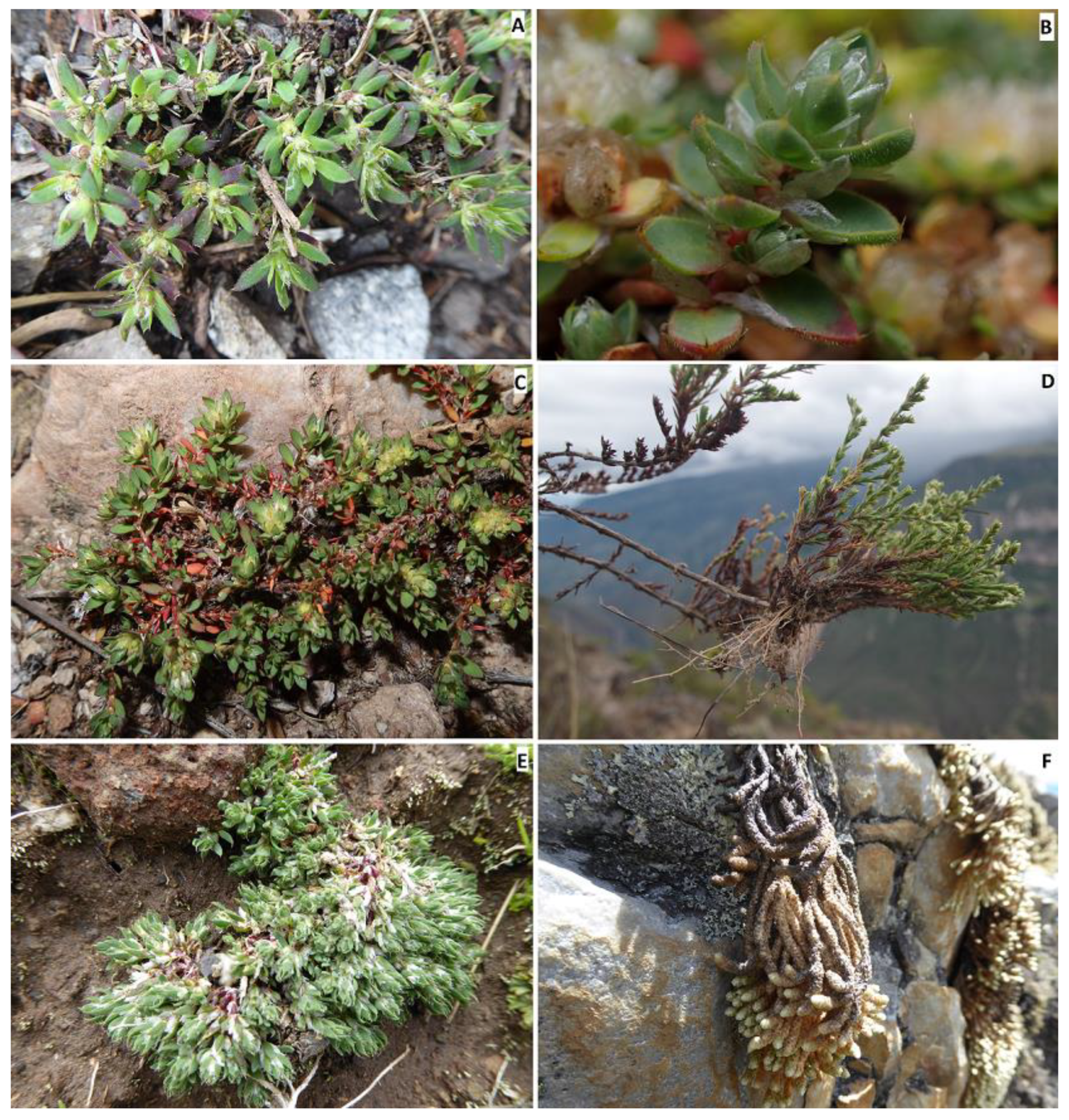 Plants 12 01064 g007