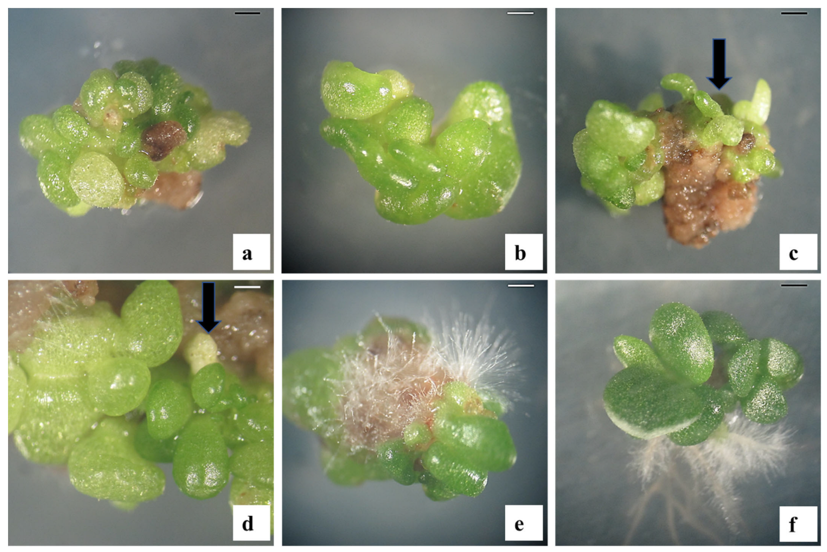 Plants 12 01065 g001 Plants 12 01065 g001