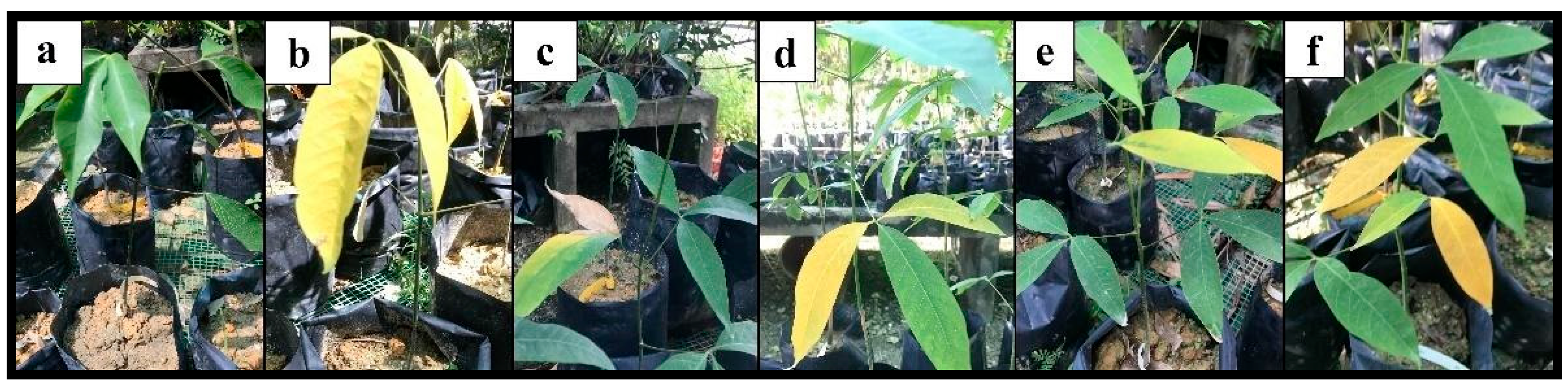 Plants 12 01066 g005