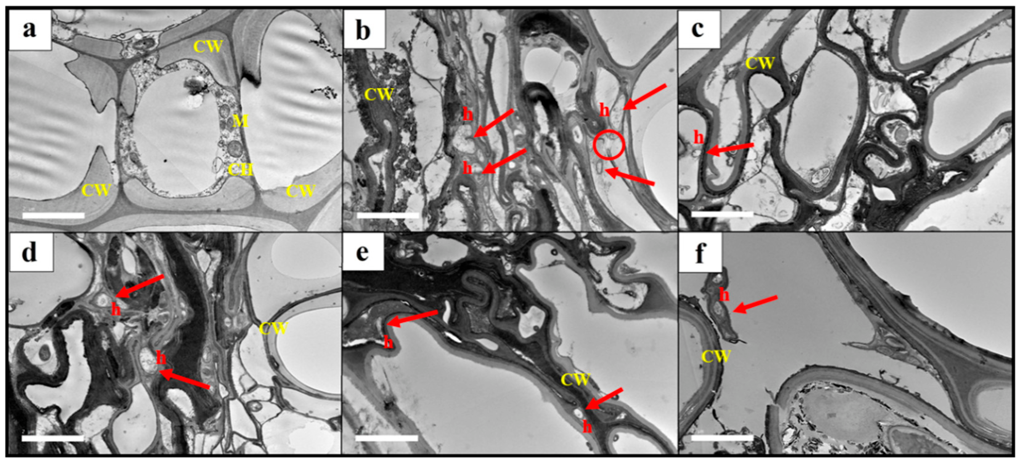 Plants 12 01066 g007