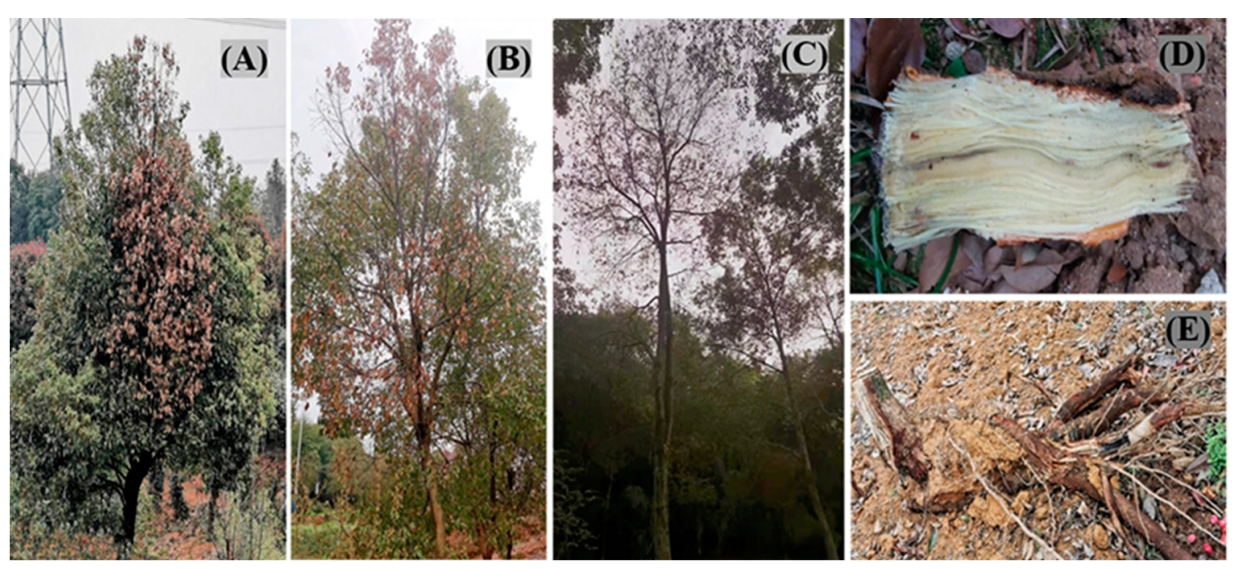 Plants 12 01072 g001