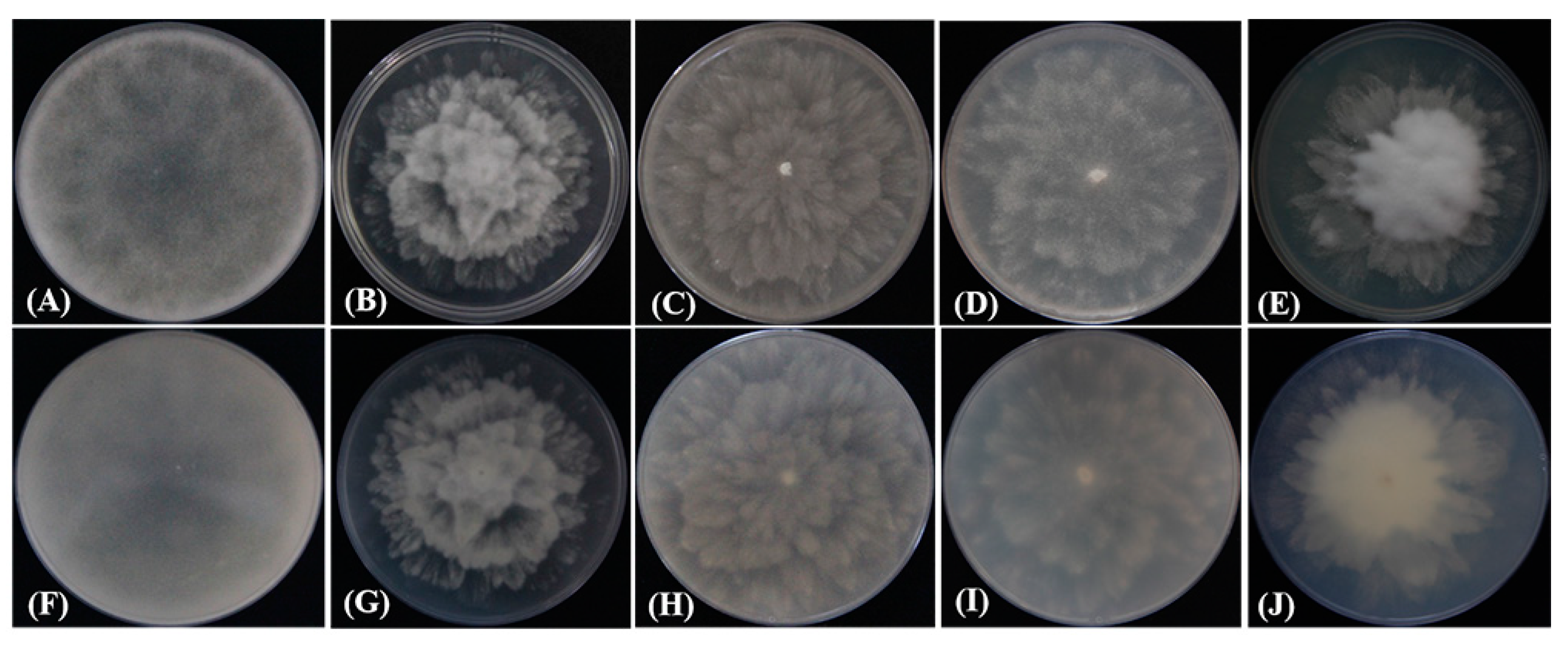 Plants 12 01072 g003