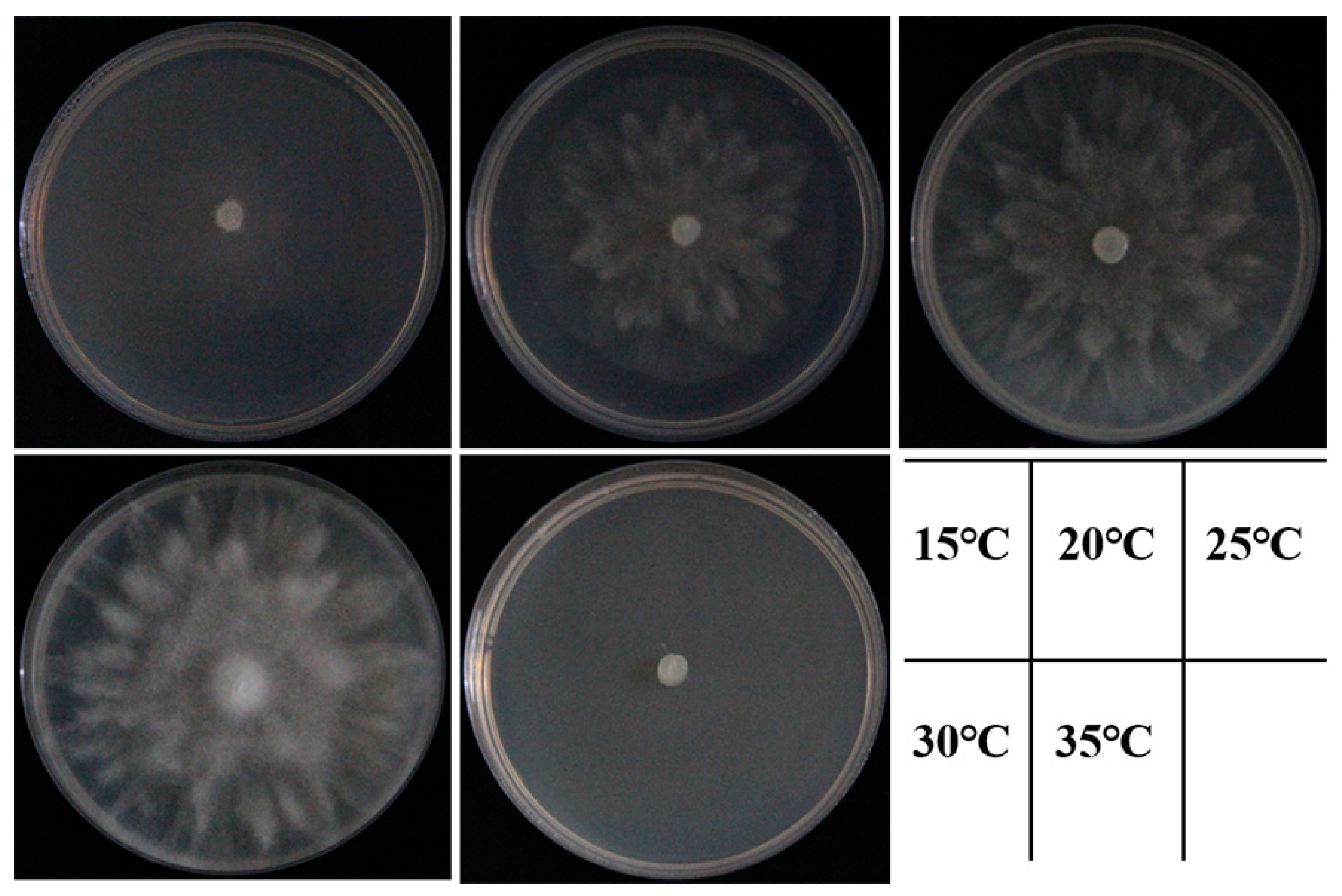 Plants 12 01072 g006