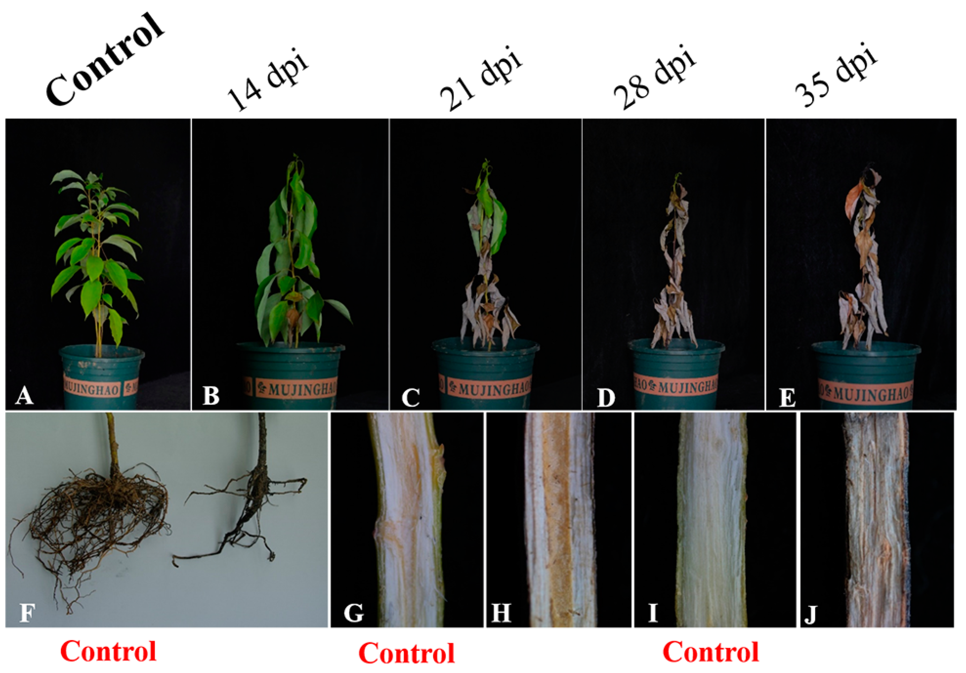 Plants 12 01072 g007
