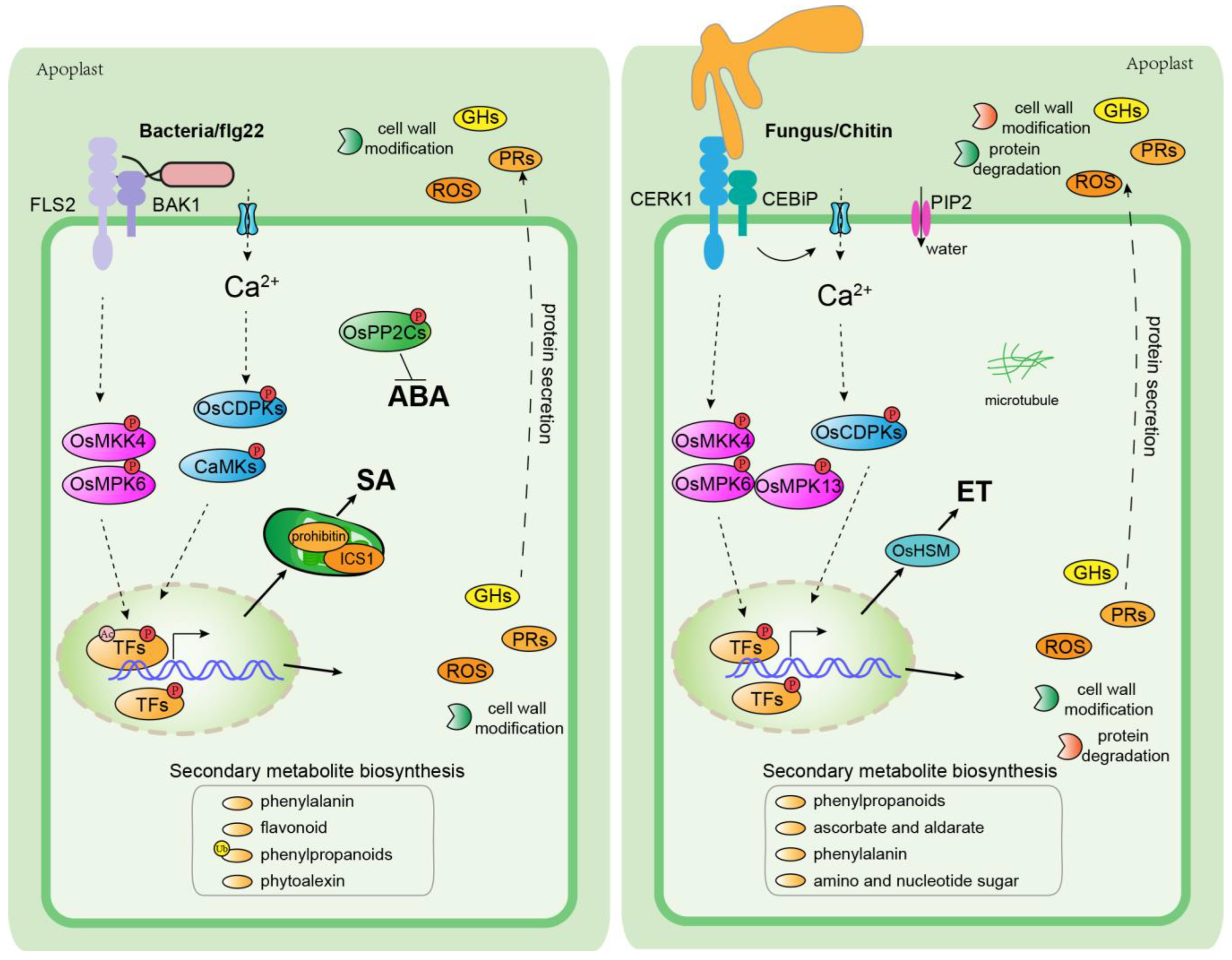 Plants 12 01079 g002 Plants 12 01079 g002
