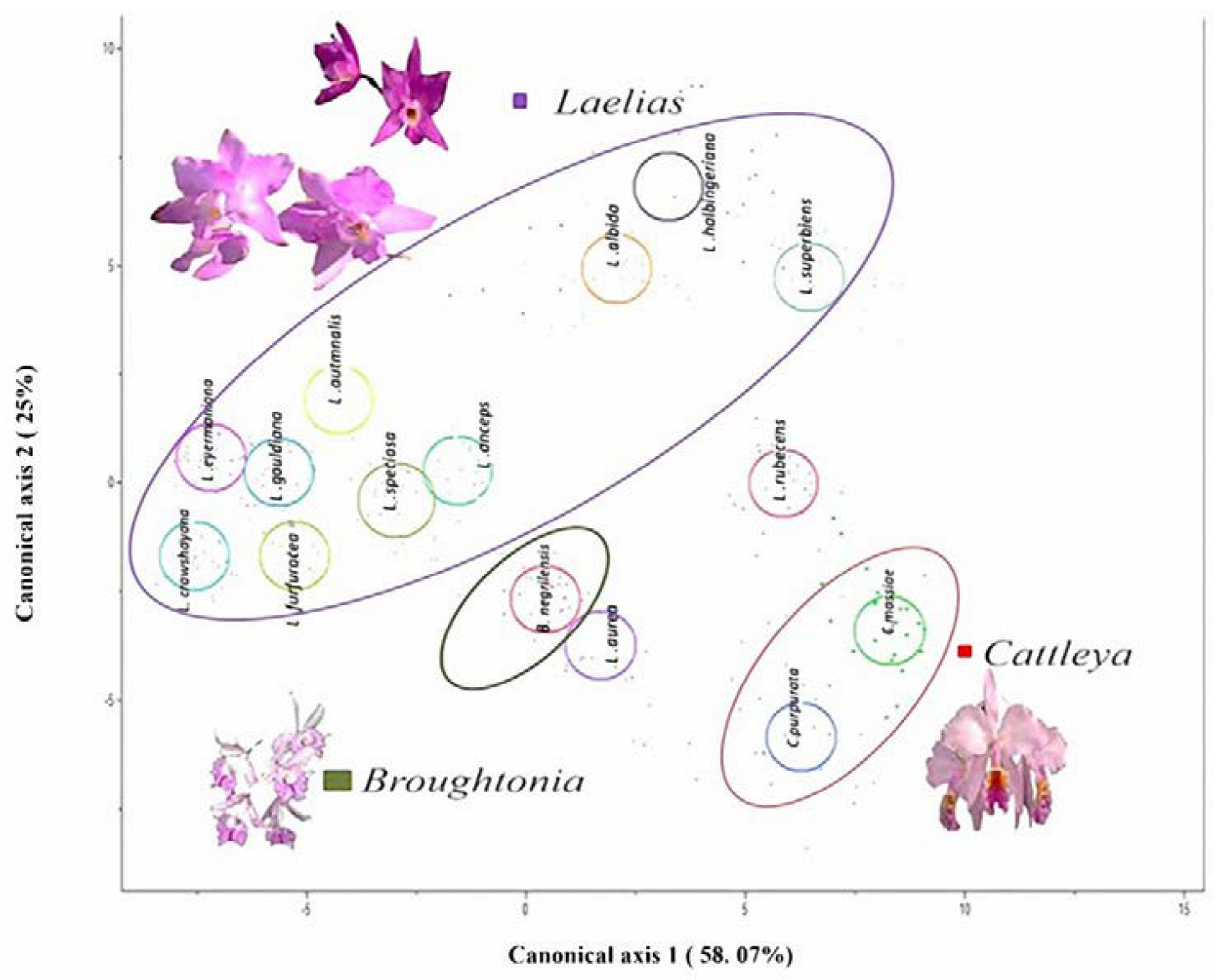 Plants 12 01089 g001