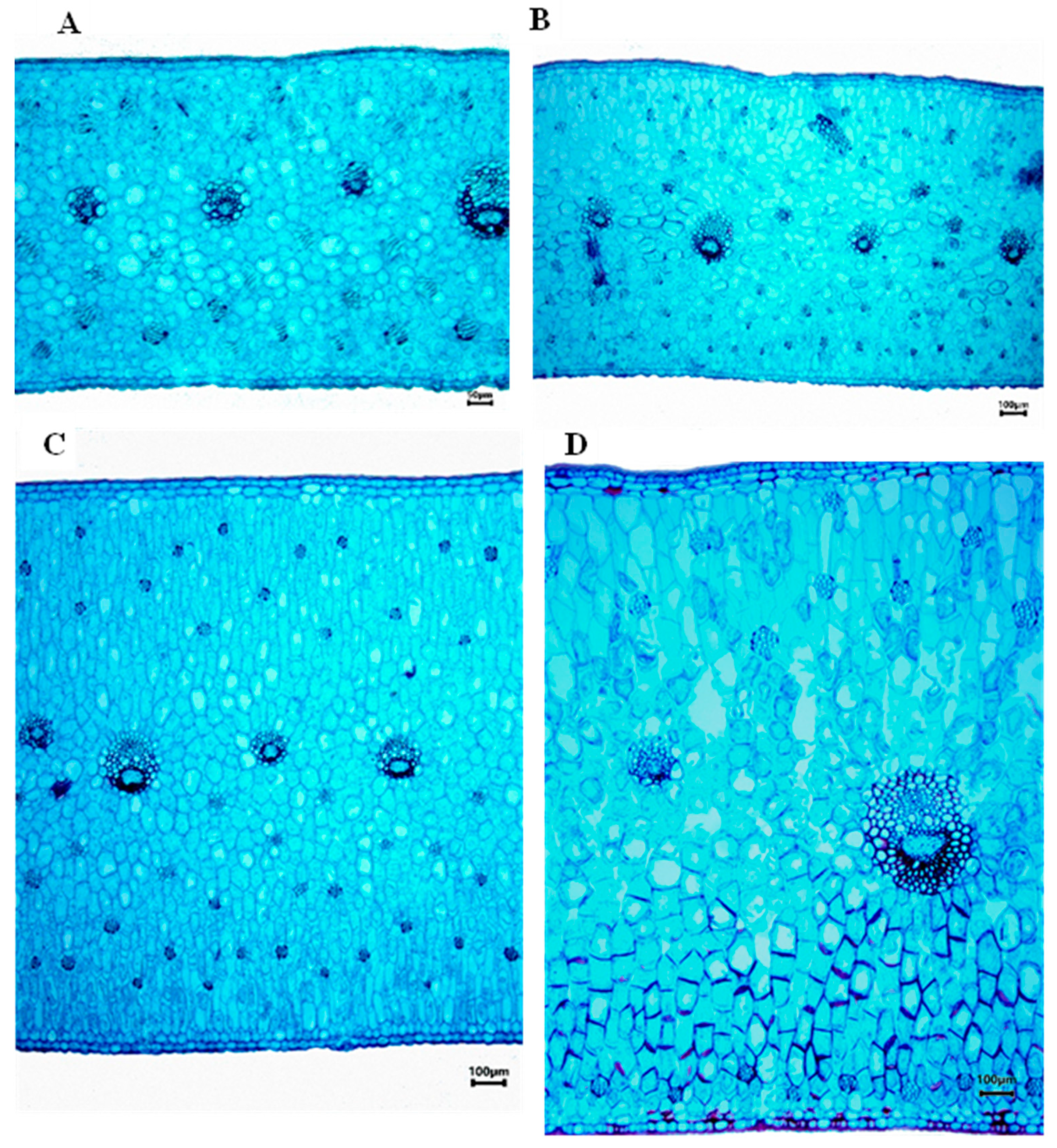 Plants 12 01089 g003