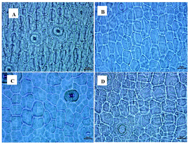 Plants 12 01089 g005