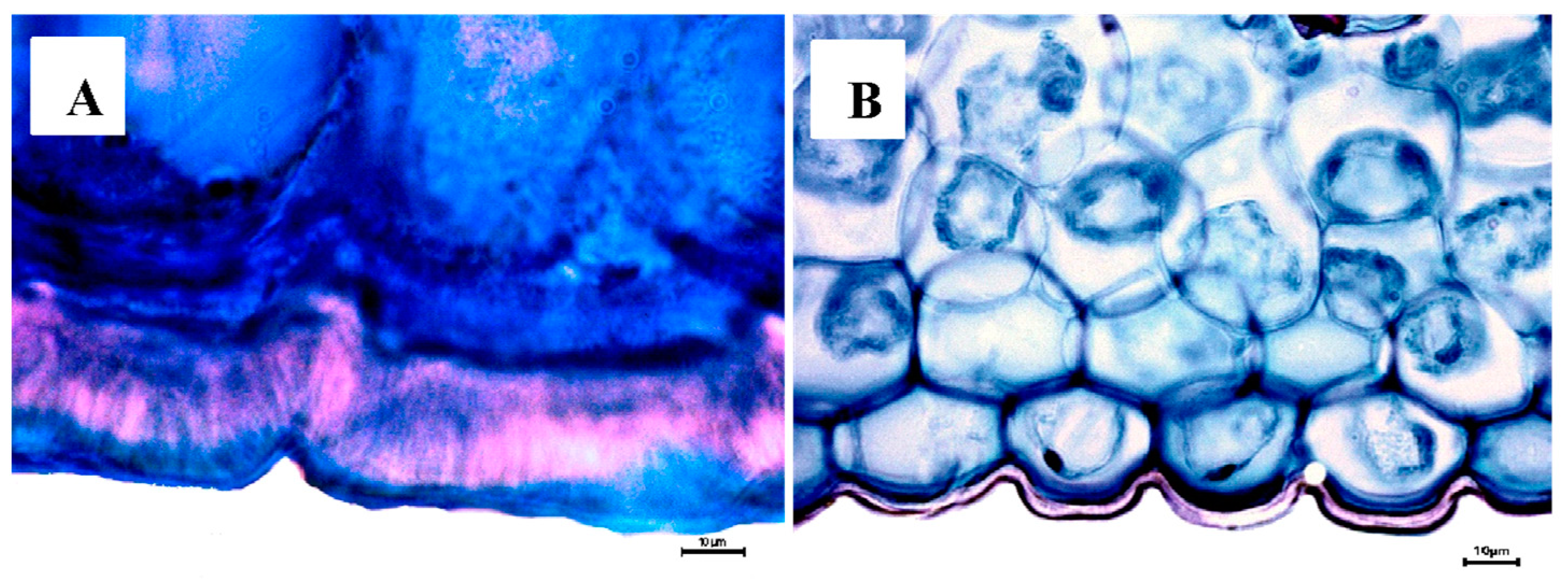 Plants 12 01089 g007
