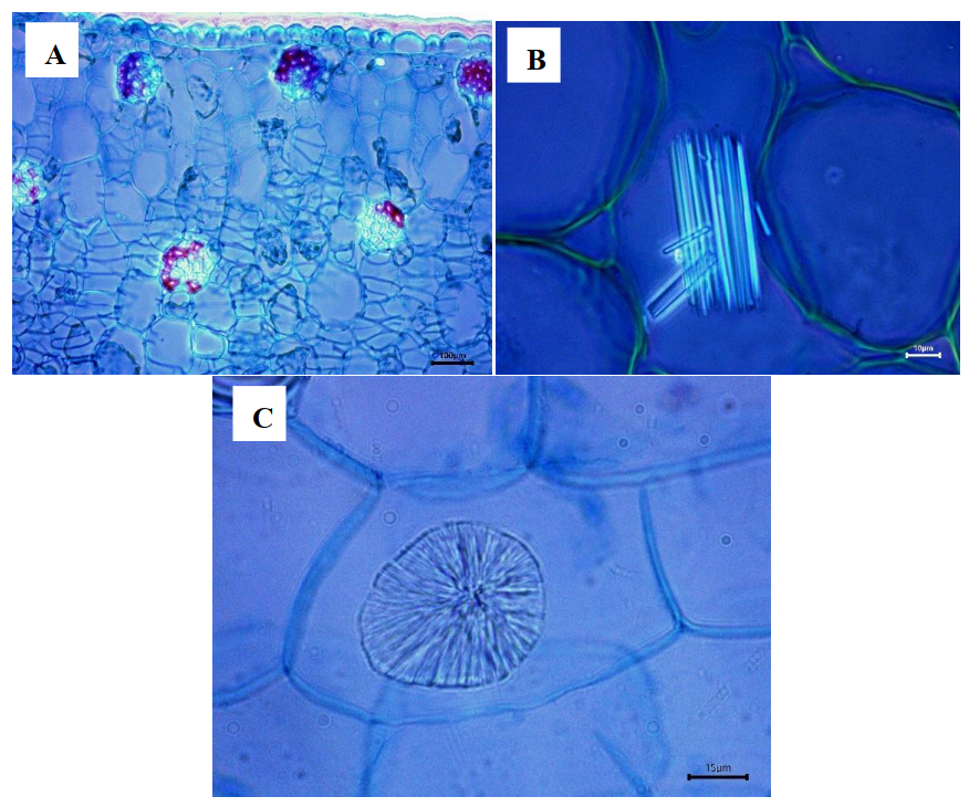 Plants 12 01089 g009