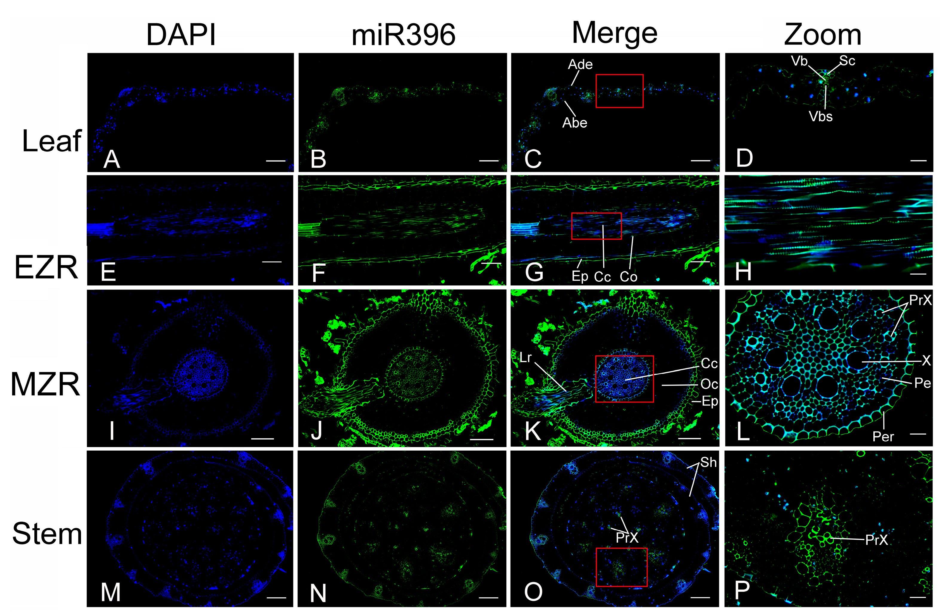 Plants 12 01103 g006
