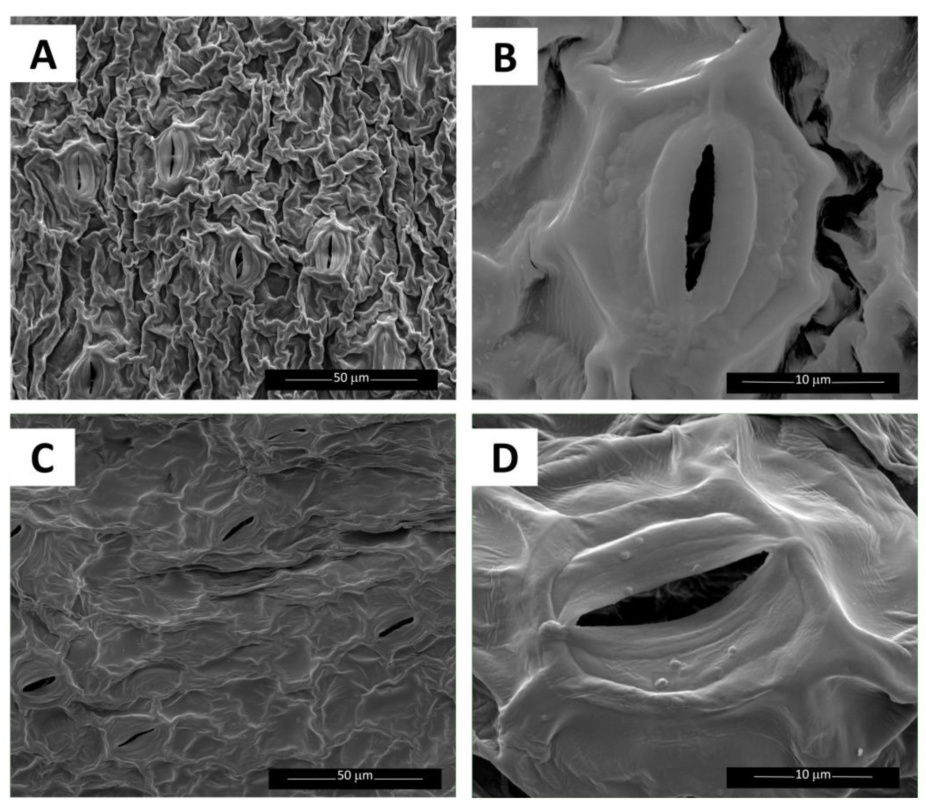 Plants 12 01104 g003 Plants 12 01104 g003