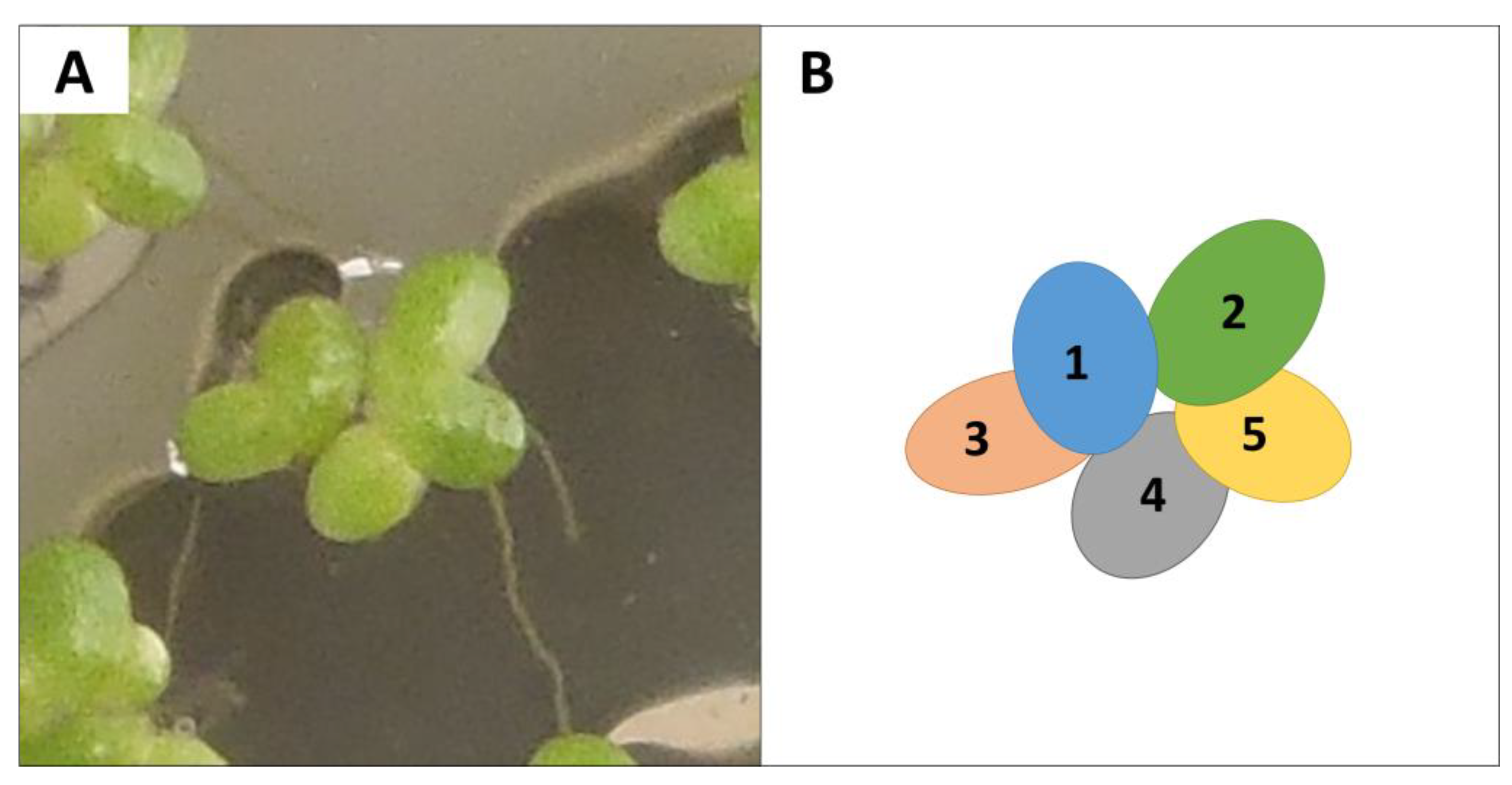 Plants 12 01104 g004 Plants 12 01104 g004