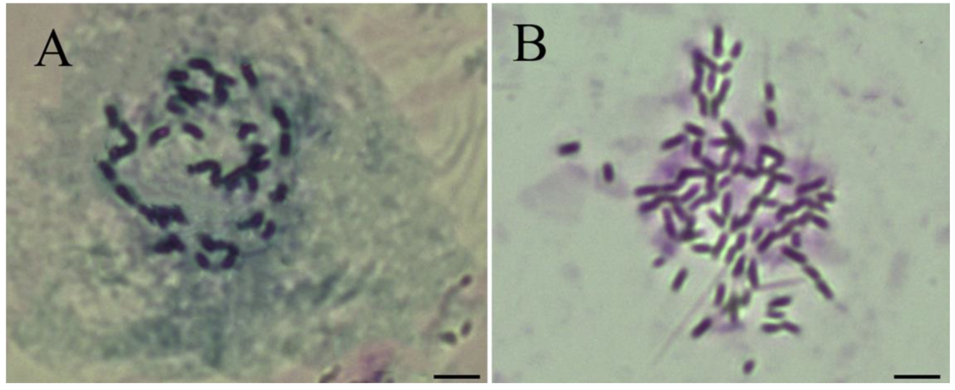 Plants Free Full Text Autotetraploidization Alters Morphology