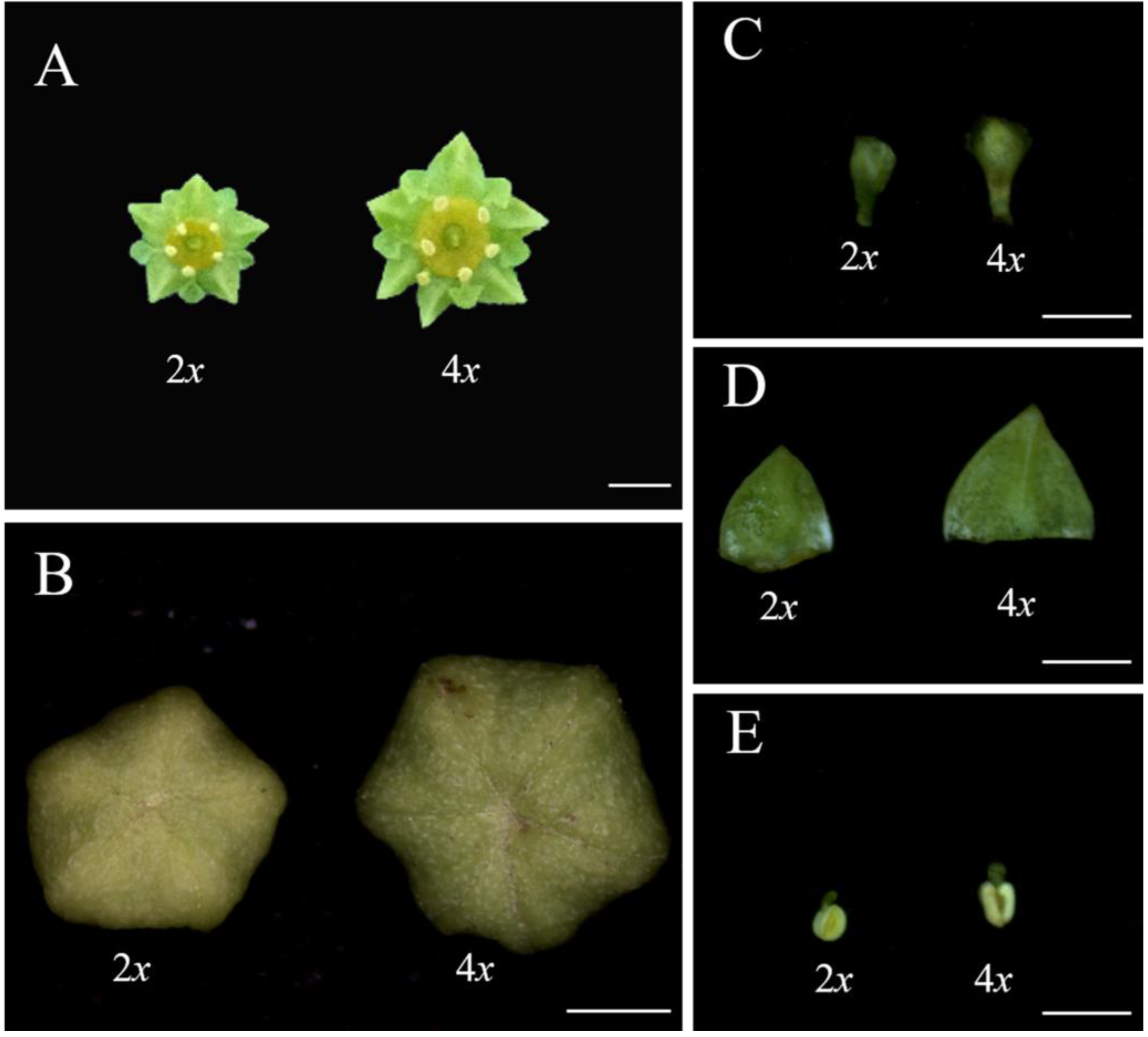 Plants 12 01106 g003 Plants 12 01106 g003