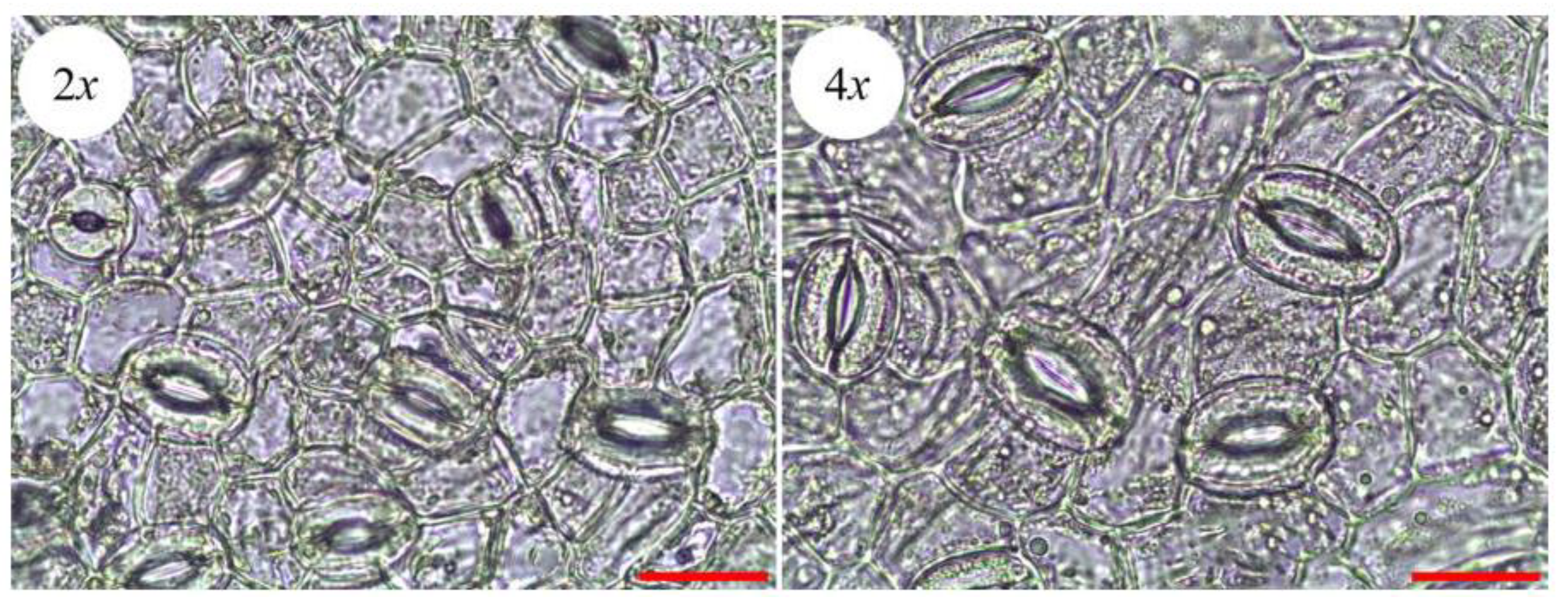 Plants 12 01106 g006 Plants 12 01106 g006